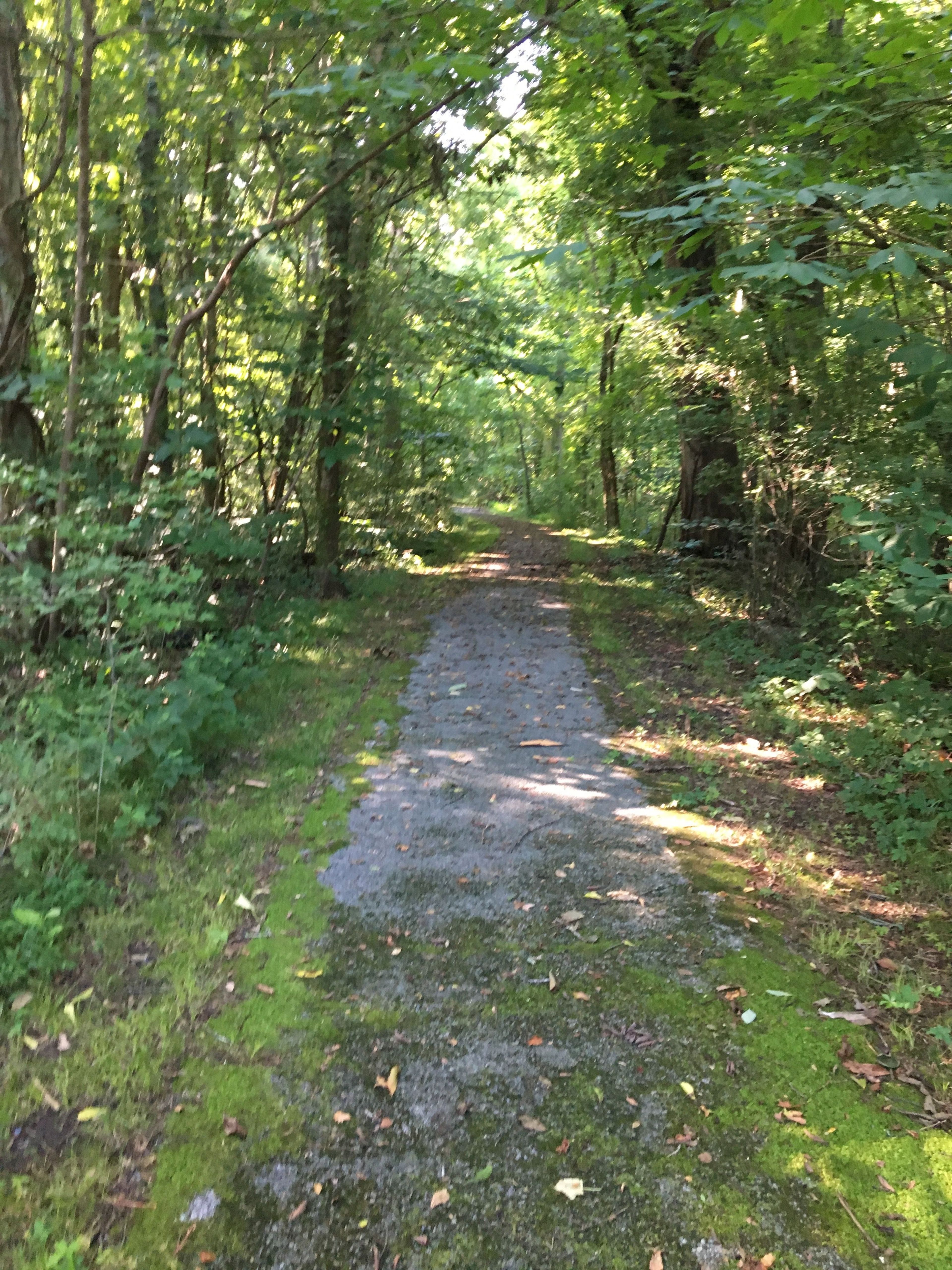 Long Creek Trail is a short paved trail located near Woodlands Nature Station. Photo by Donna Kridelbaugh.