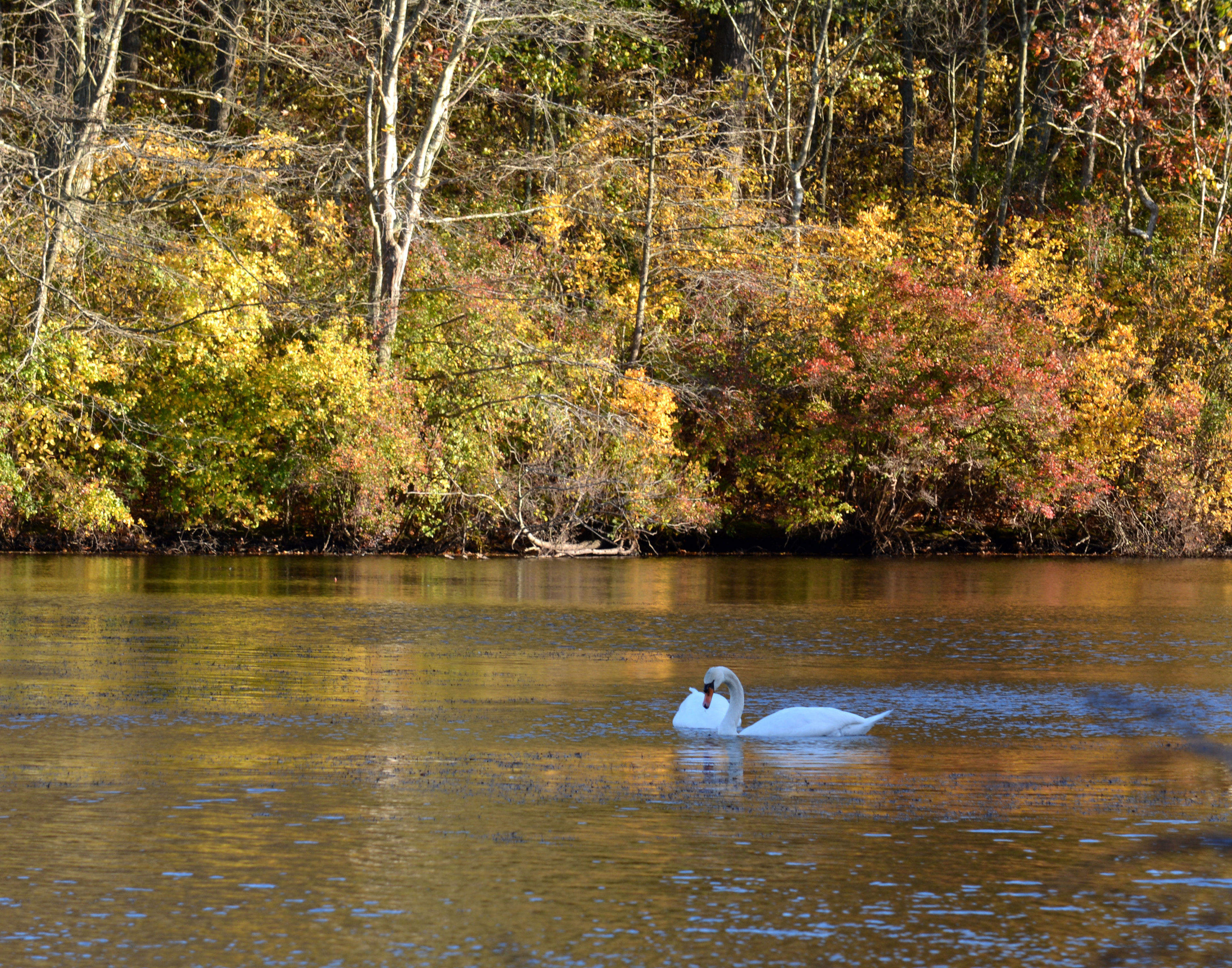 Swans at Blydenberg County Park, Smithtown, New York. Photo by Dorothy Chanin.