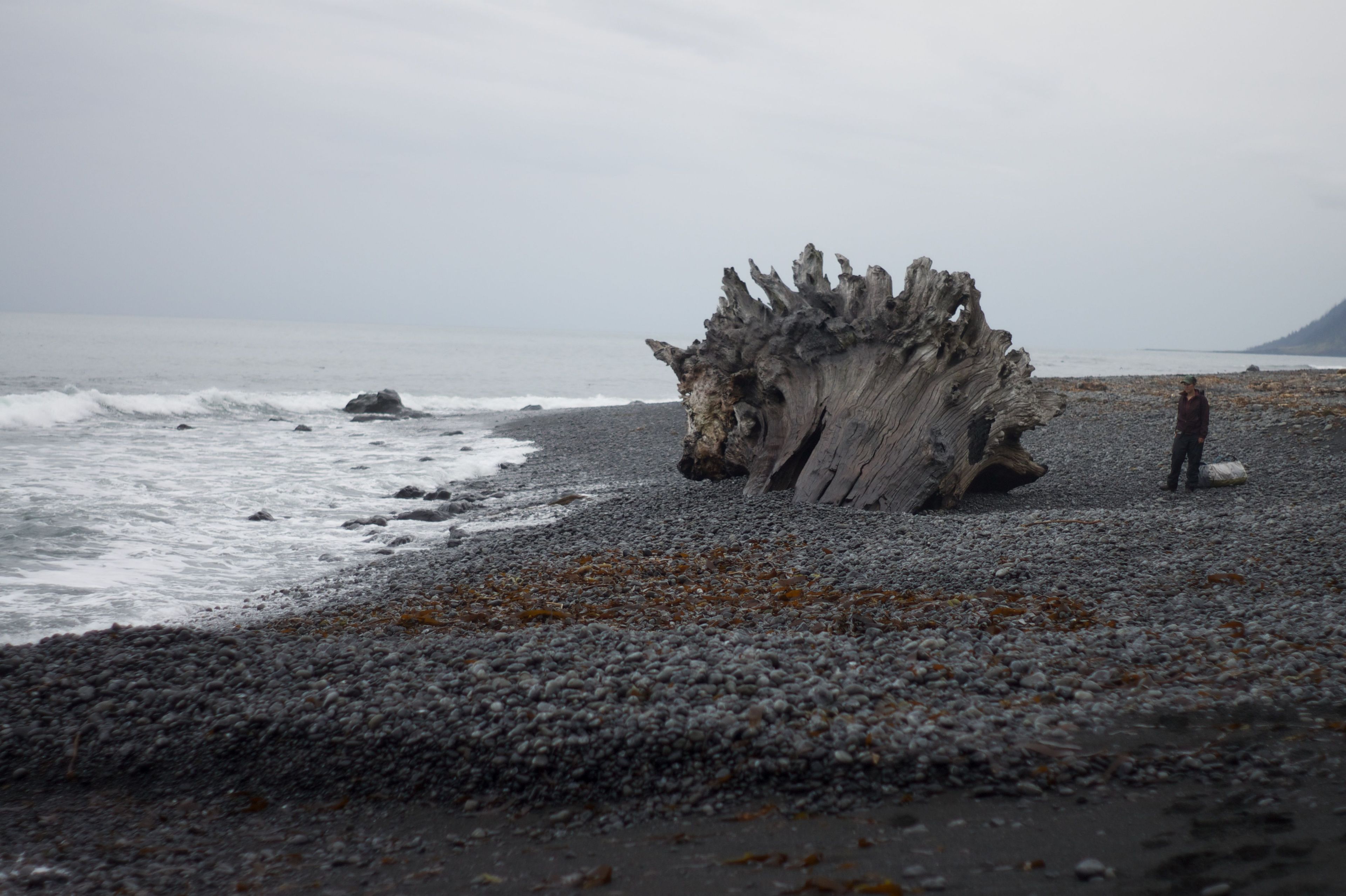 A  giant tree trunk towers over a person. Photo by Spencer Cross.