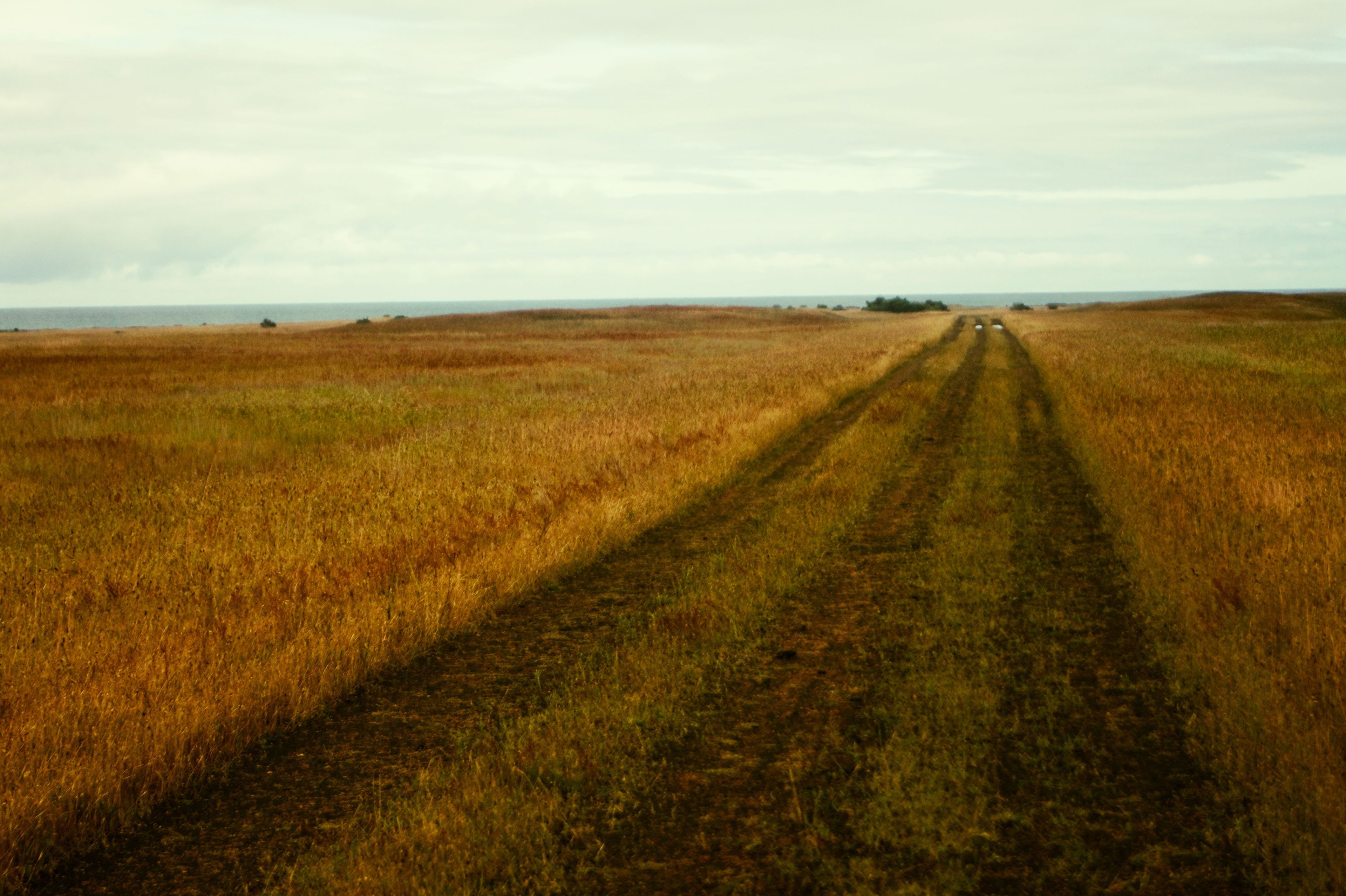 The brilliant yellow of the Rattle Snake Grass leads the viewer down a dirt fire road. Photo by Spencer Cross.