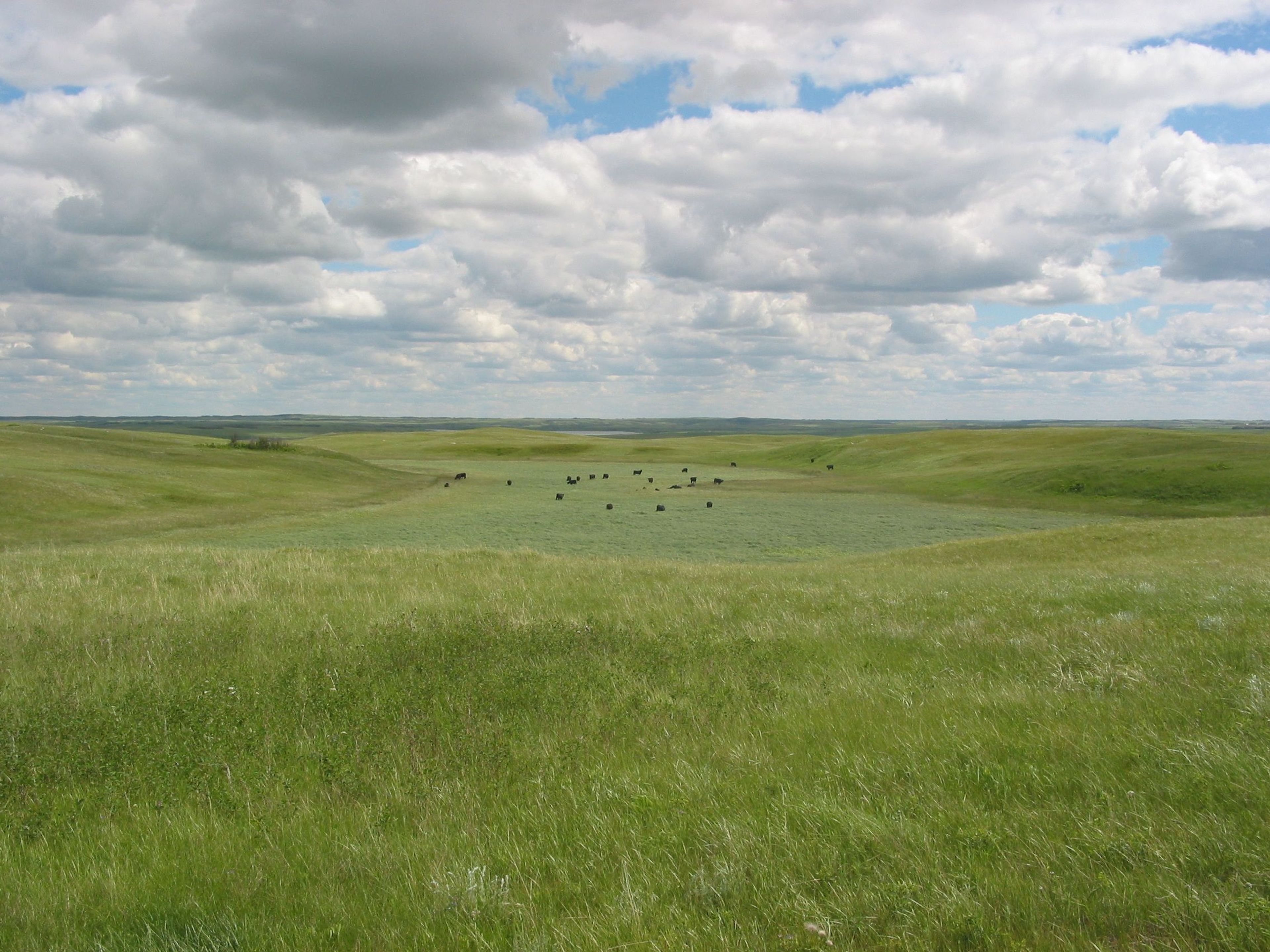 Cattle grazing. Photo by Ed Meendering.