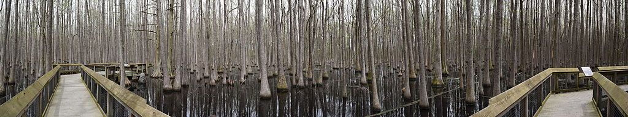 Boardwalk through the headwater swamp in Louisiana Purchase. Photo by Fredlyfish4 wiki.