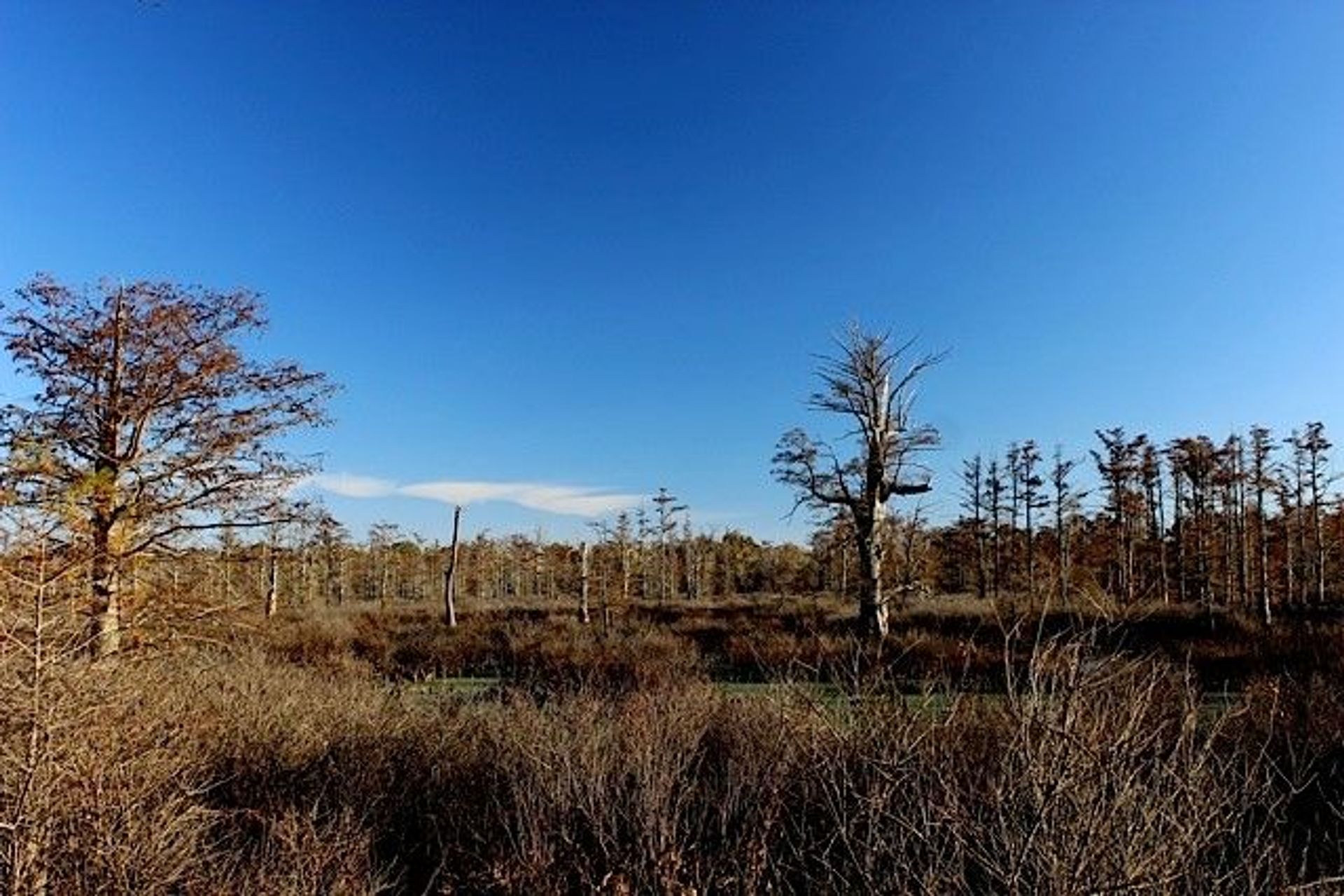 Big Cypress. Photo by Jonathan Voelz⬨.