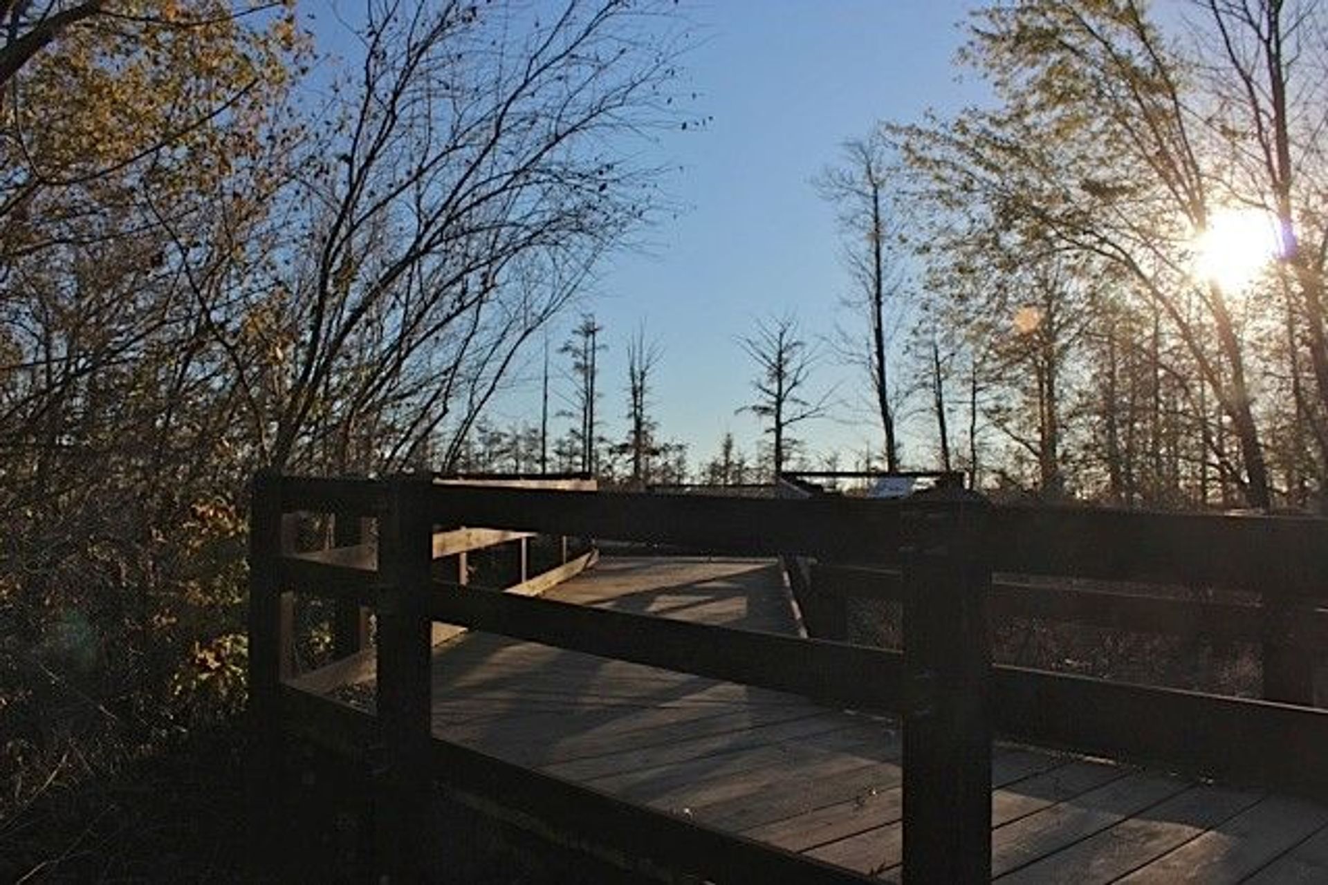 Big Tree observation deck. Photo by Jonathan Voelz⬨.