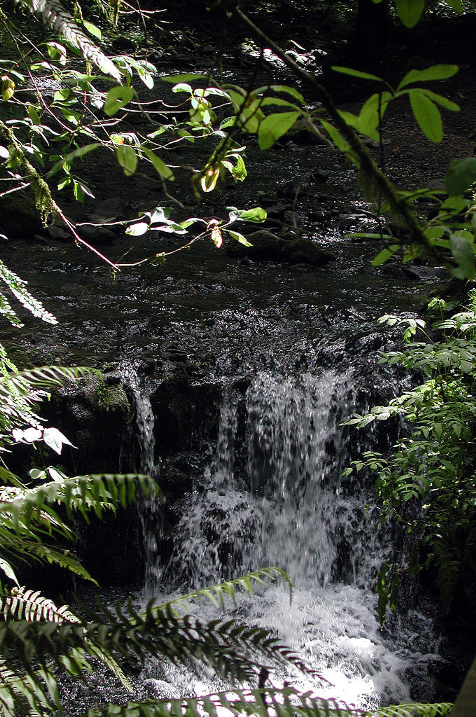 Waterfall on Balch Creek in Macleay Park. Photo by Finetooth wiki.