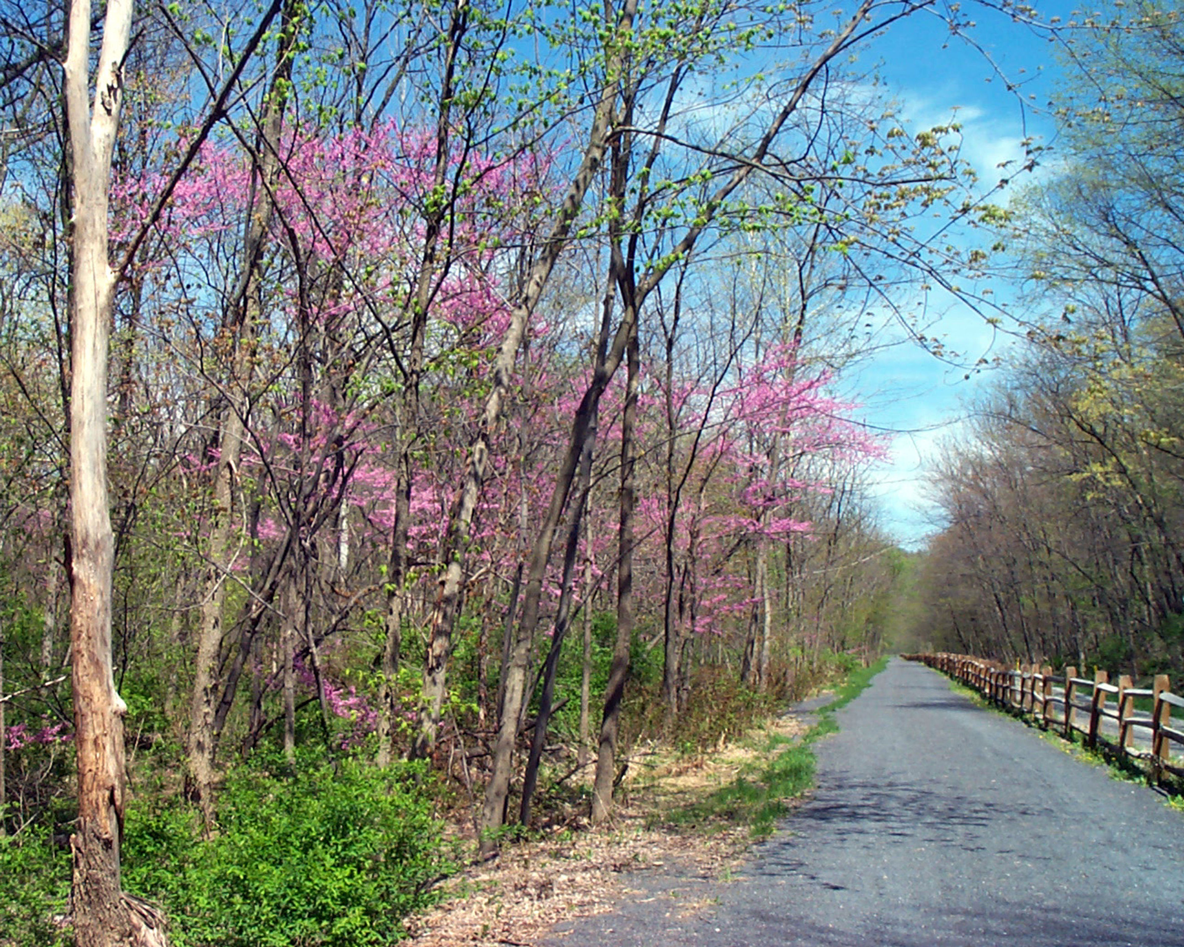 Spring blooms on the Lower Trail.