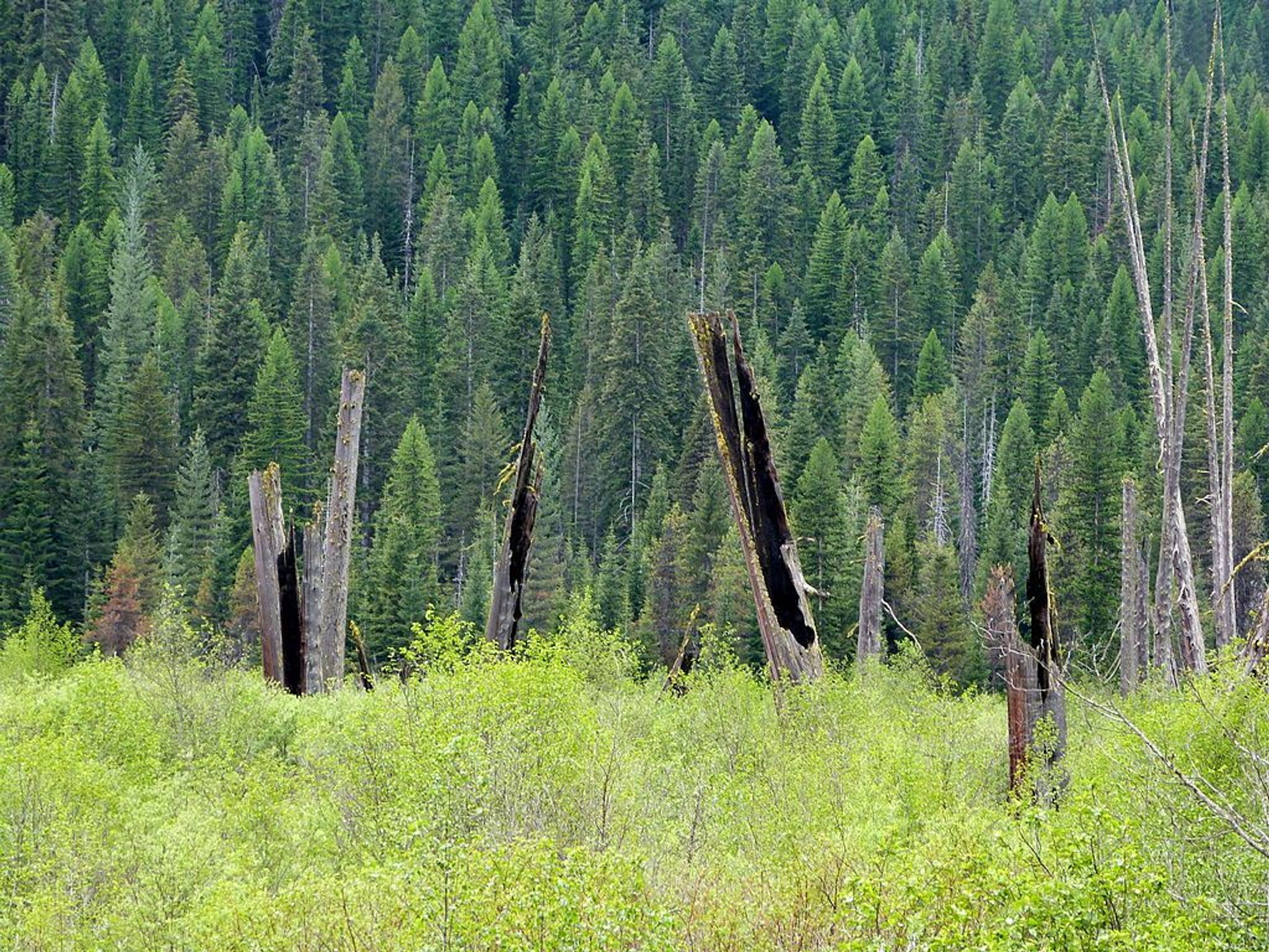 St. Joe National Forest. Photo by Ian Poellet wiki.