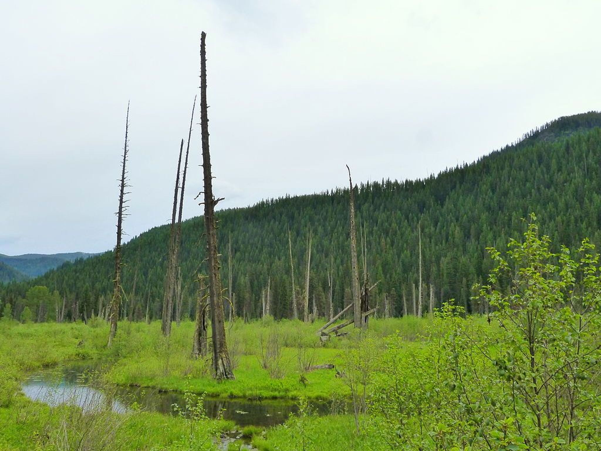 Cedar Snags in St. Joe National Forest. Photo by Ian Poellet wiki.