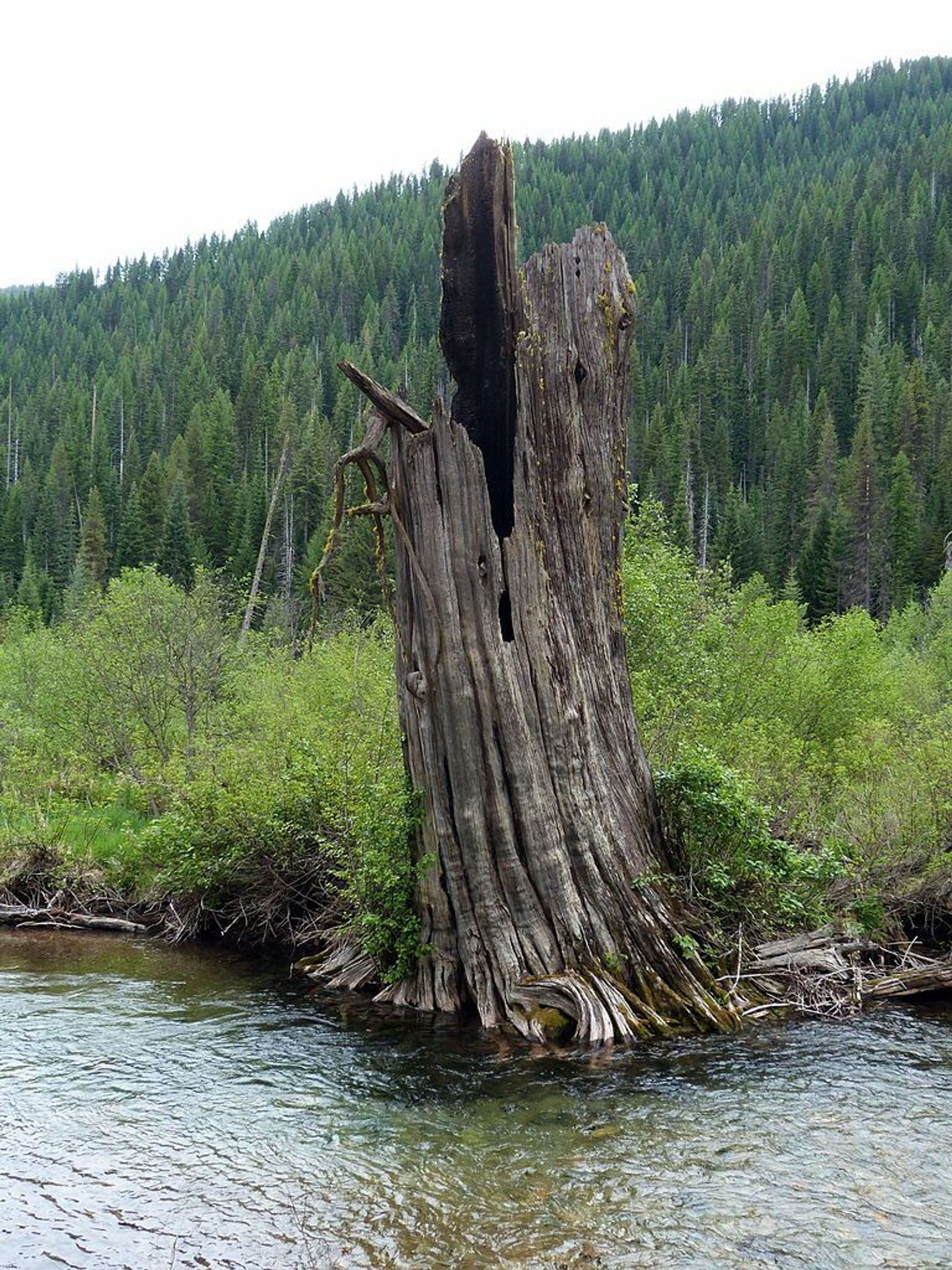 St. Joe River. Photo by Ian Poellet wiki.