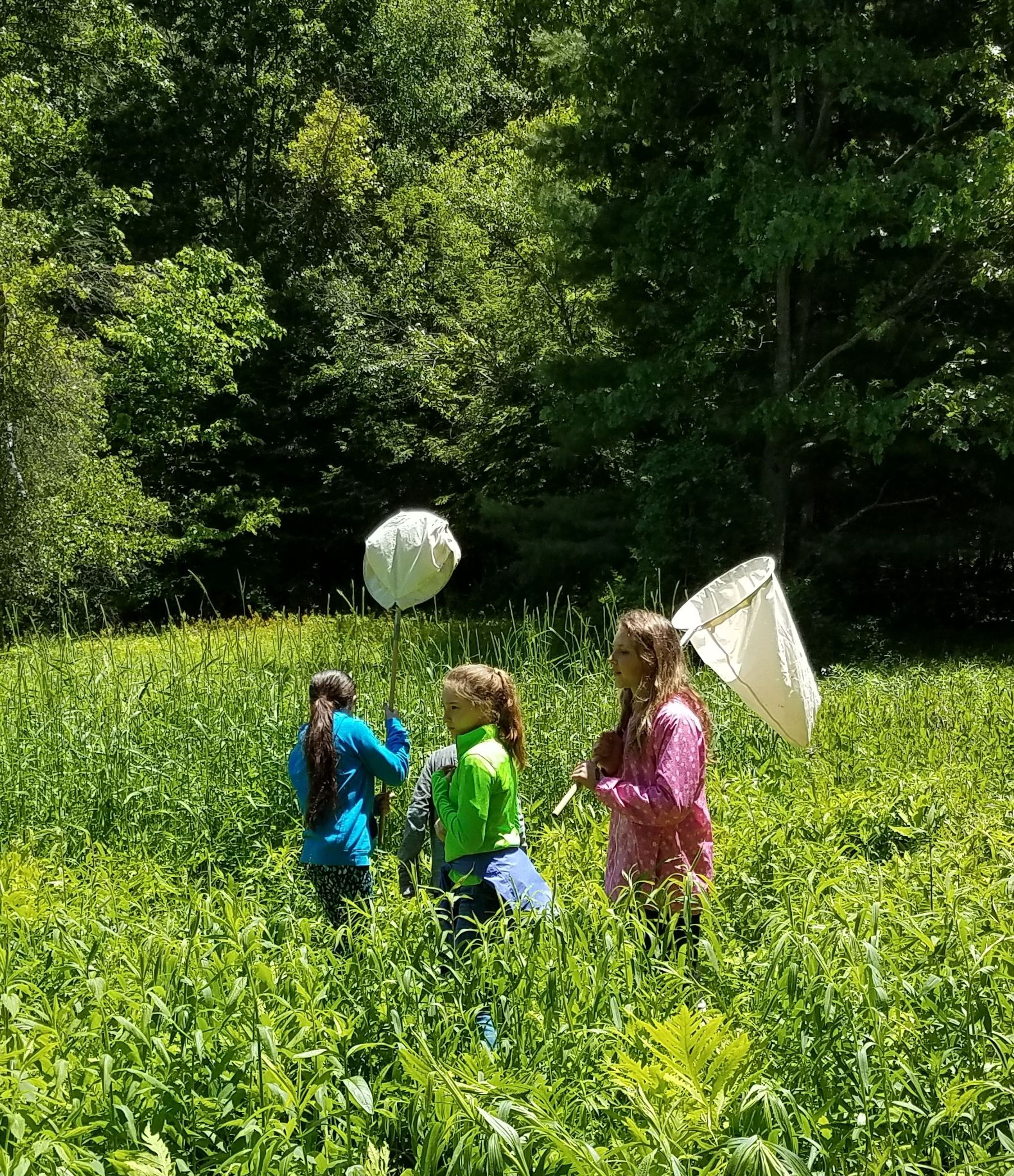 Educ program - students using nets to capture bugs in meadow