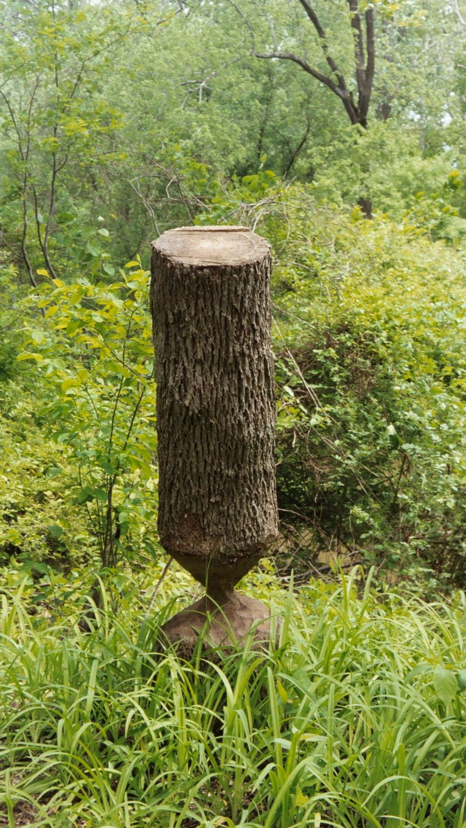 Beaver activity. Photo by Carl M. Smith.