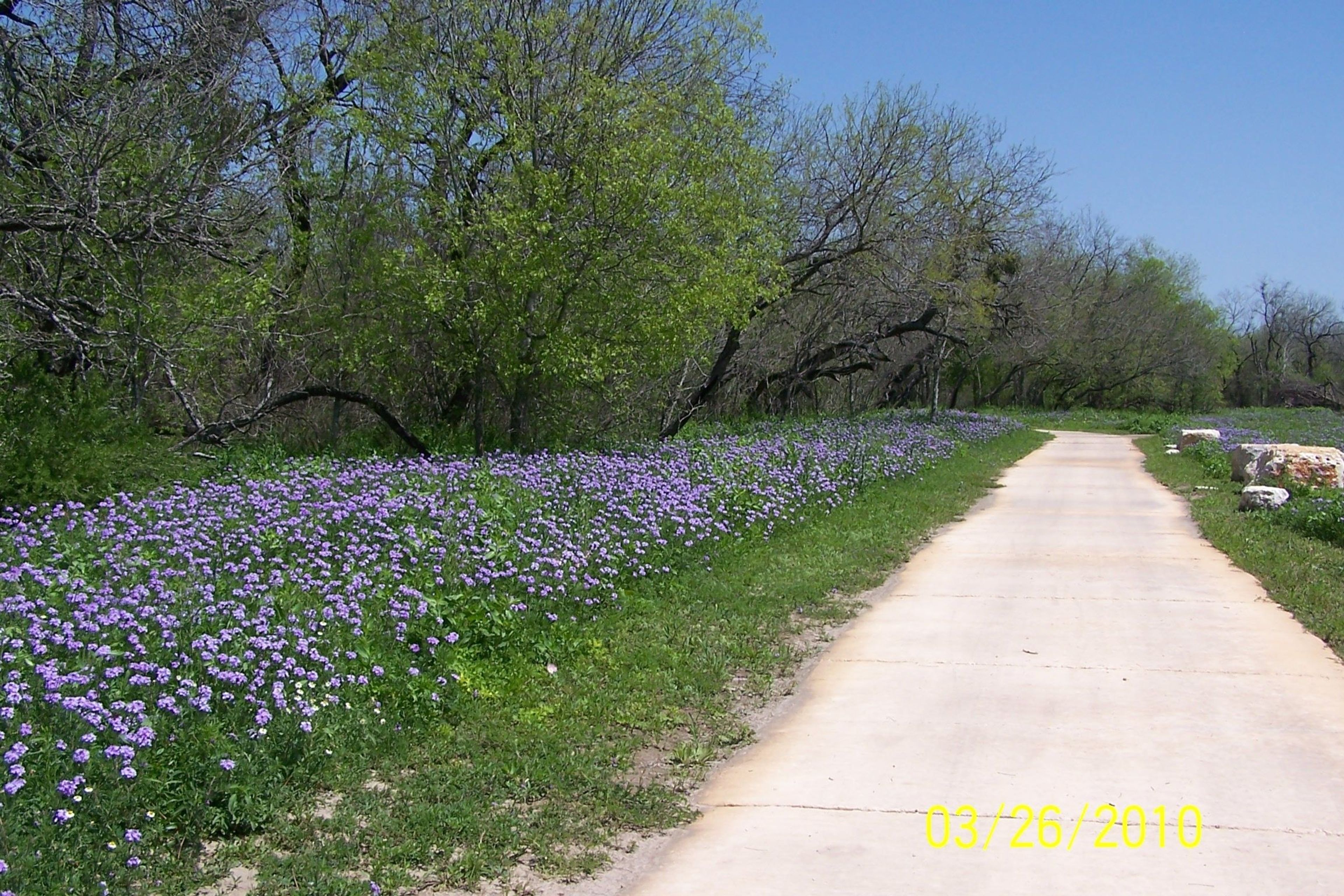 Medina Greenway with flowers in bloom. Photo by Jody Castro.