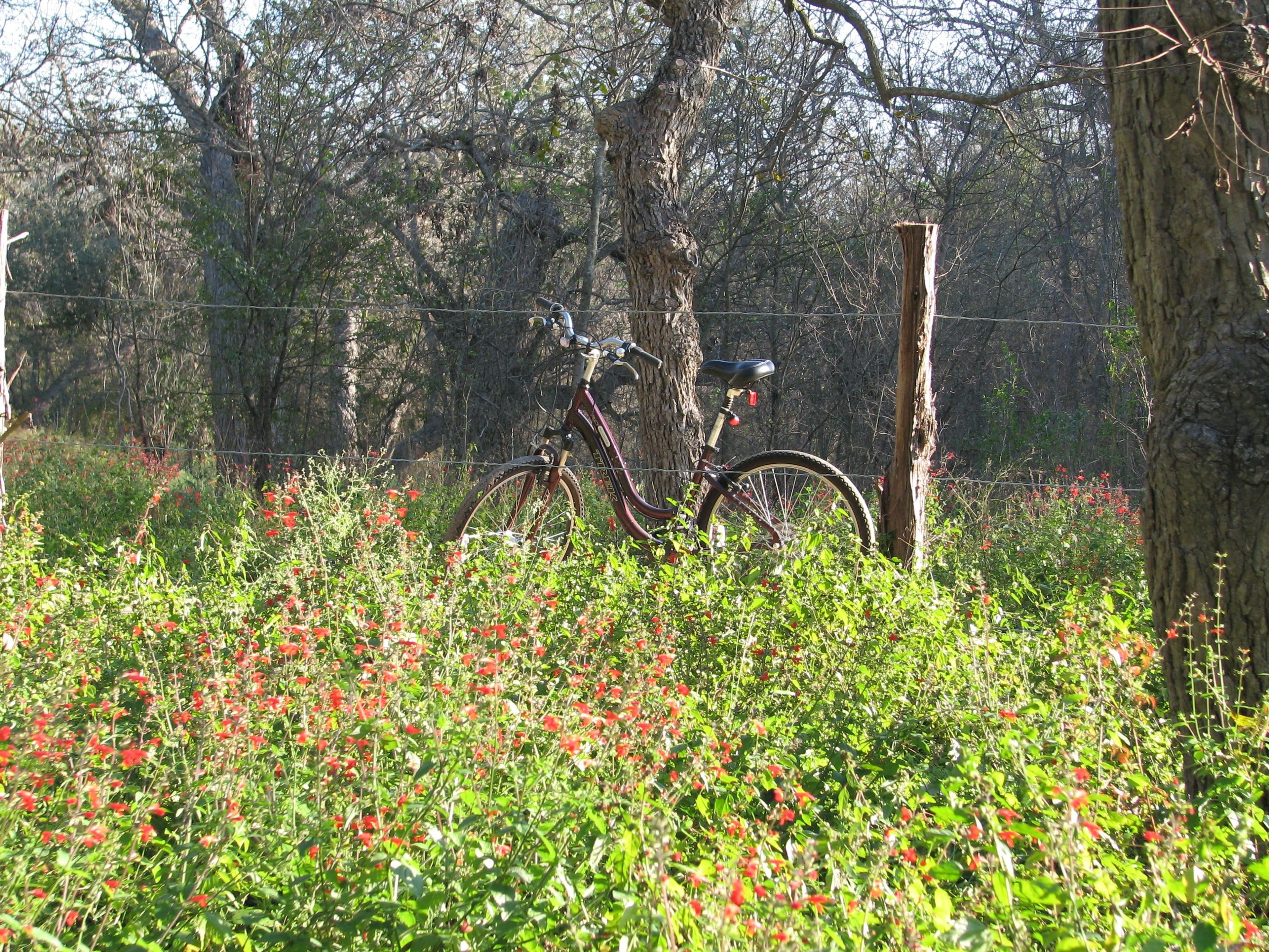 Bike resting among flowers. Photo by Jody Castro.