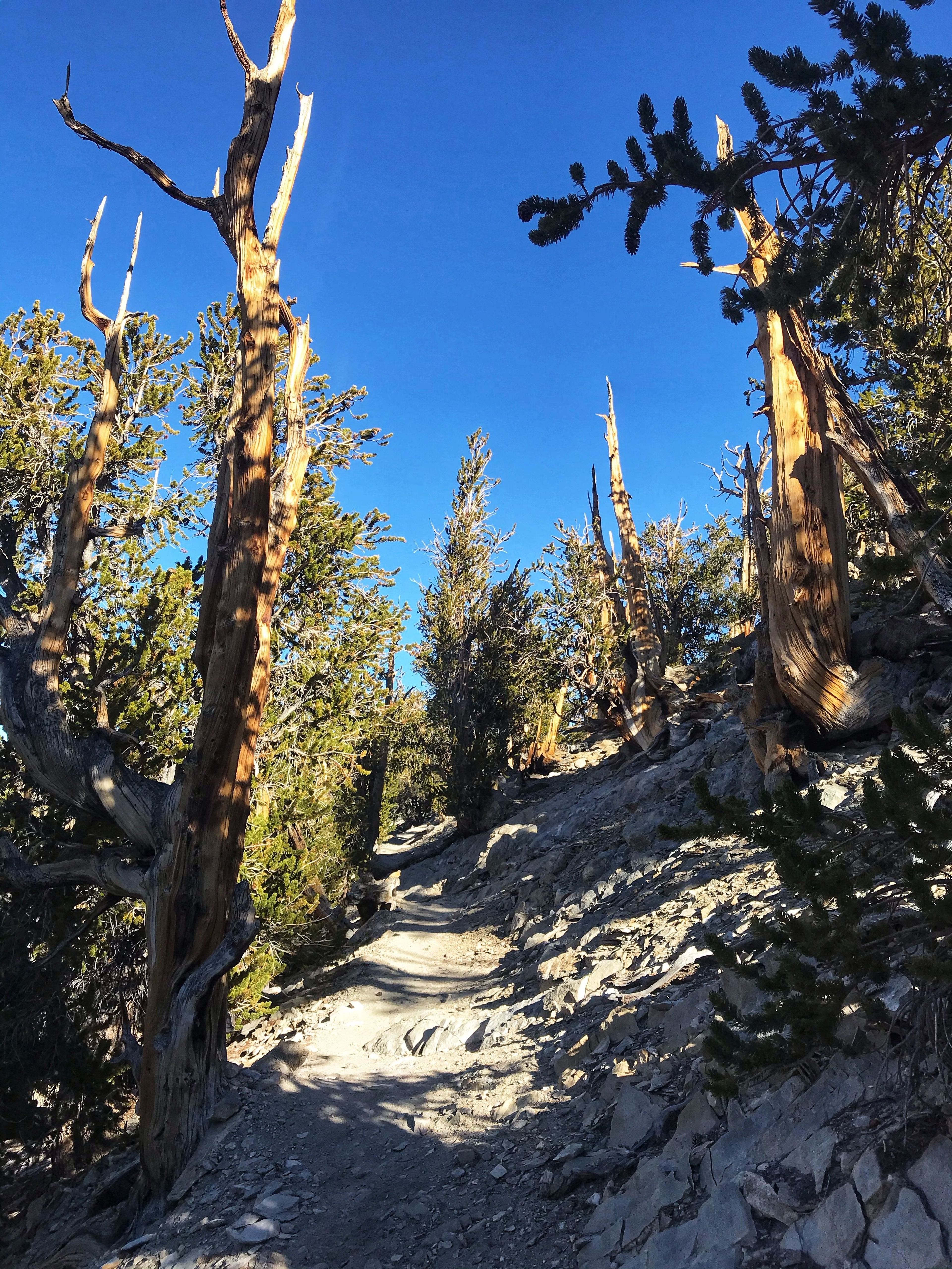 Trail. Photo by Pam Riches.