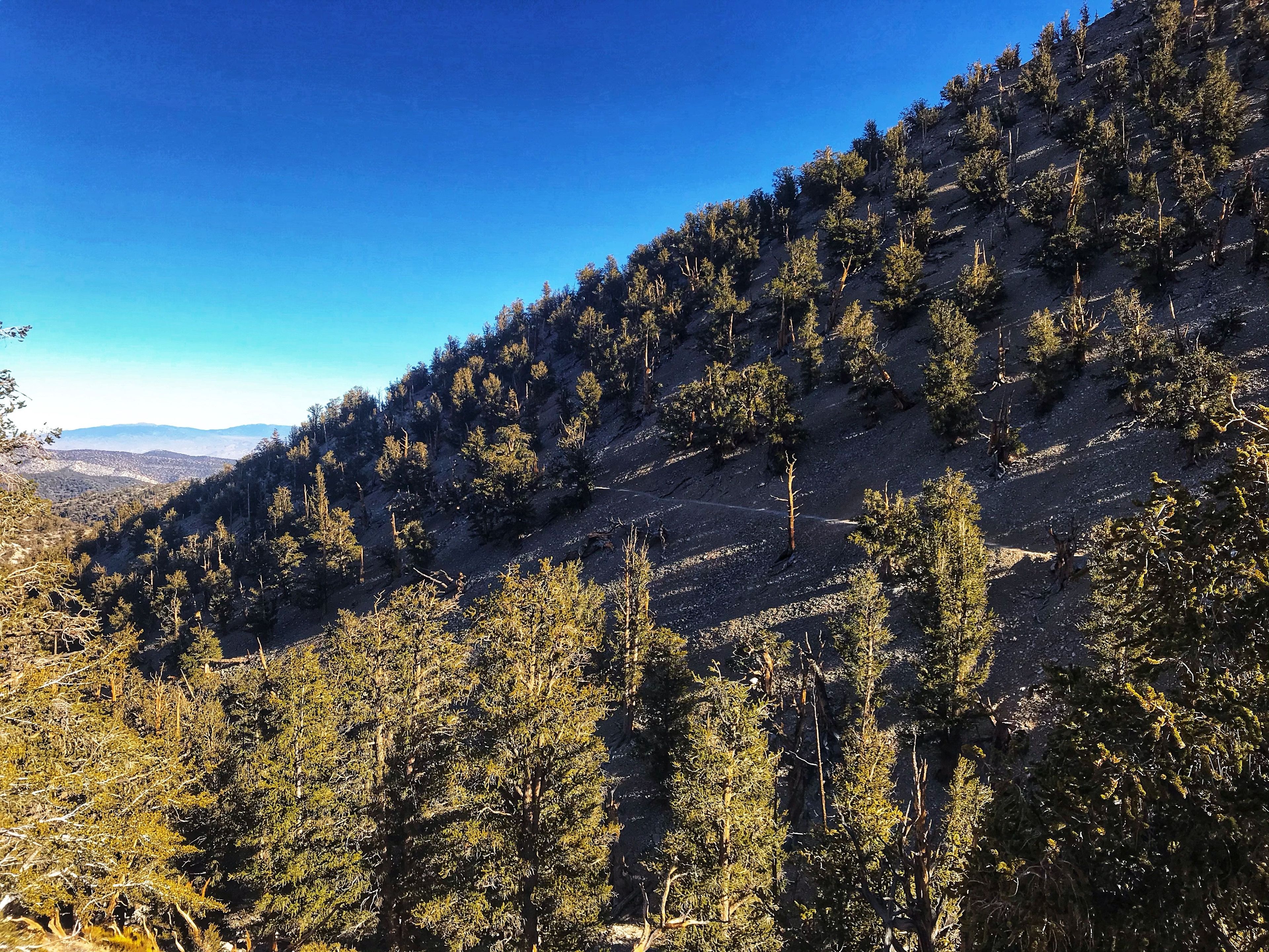 Trail on far hillside. Photo by Pam Riches.