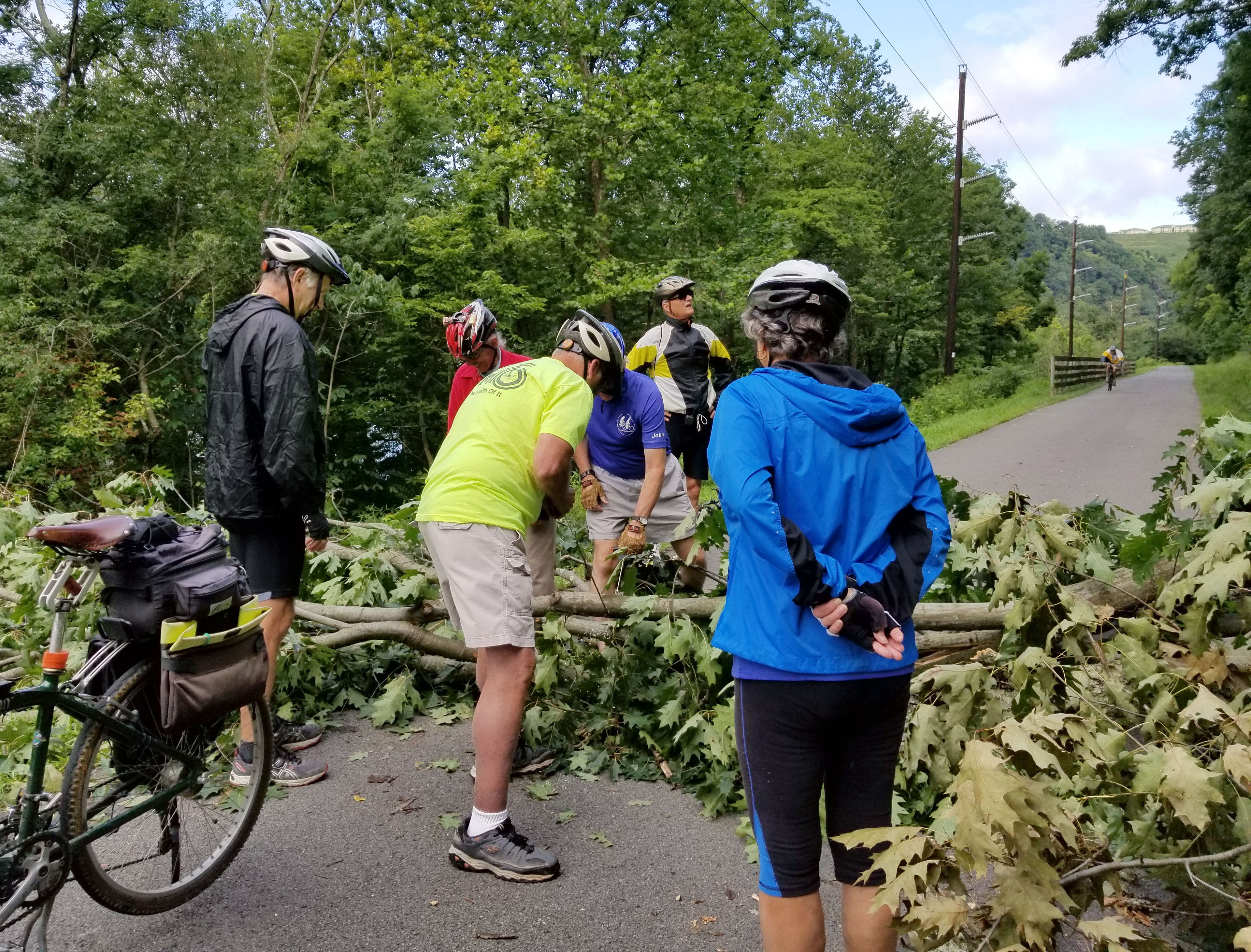 Tree Down!. Photo by Mary Shaw.