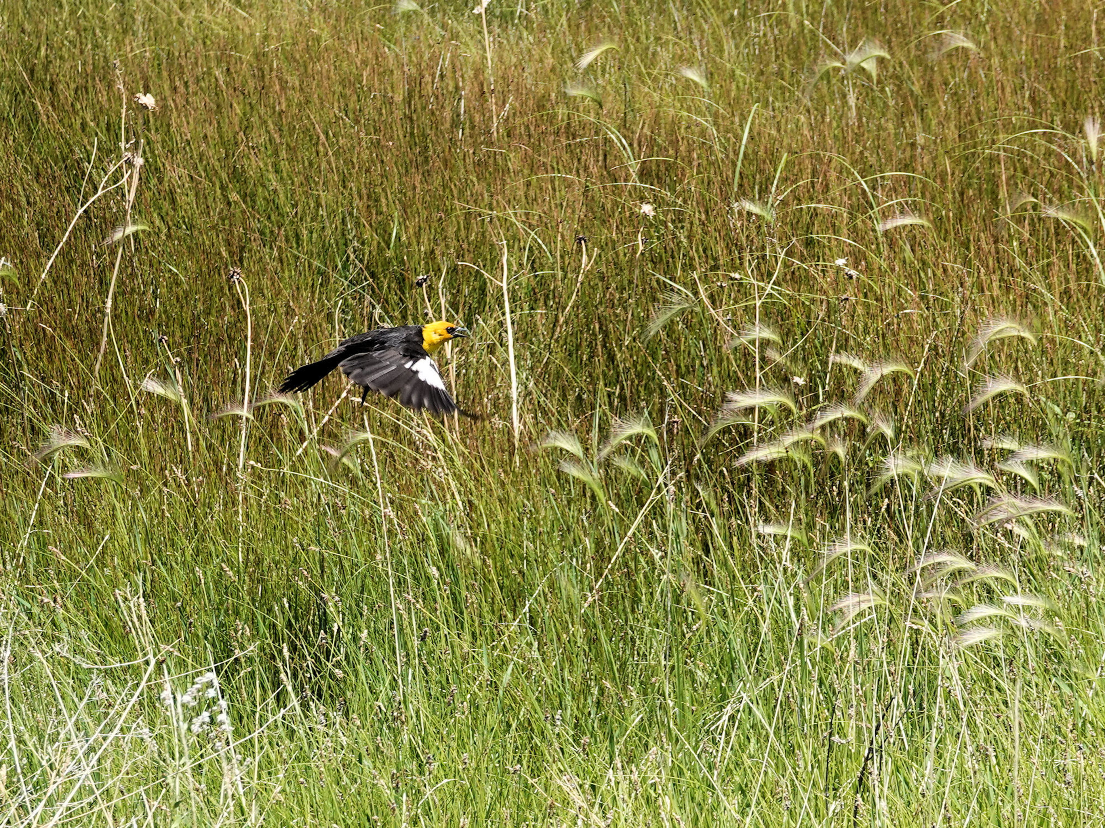 Rio Grande Nature Trail - 7-14-18. Photo by Jim Walla.