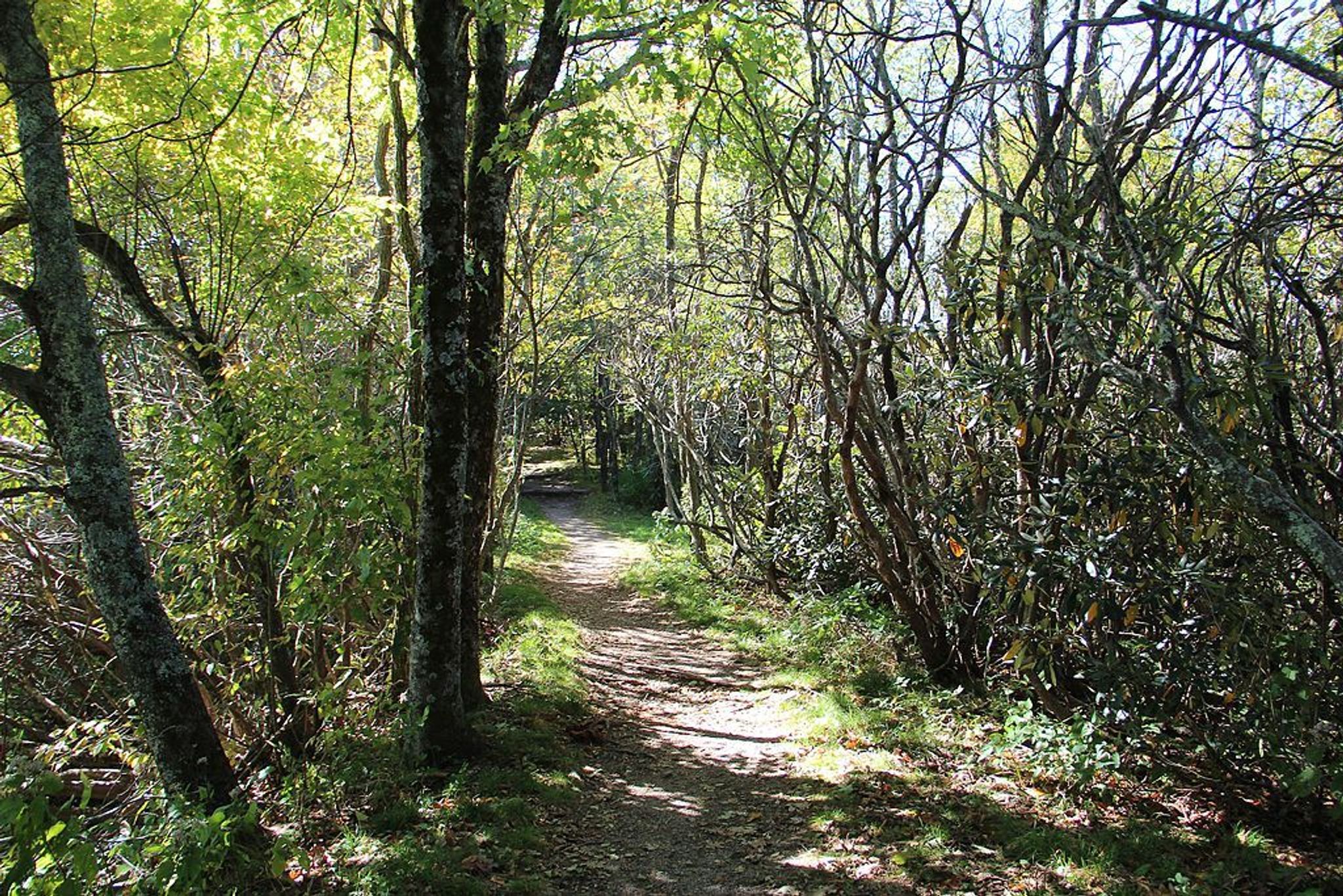 Mountains-to-Sea Trail. Photo by Thomson M wiki.