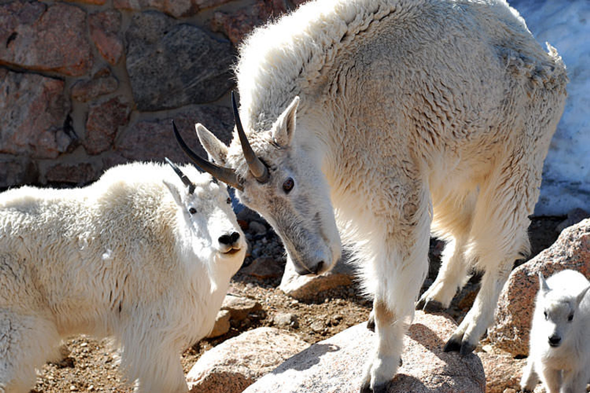 Mount Evans Mountain Goats. Photo by Robertbody/wiki.