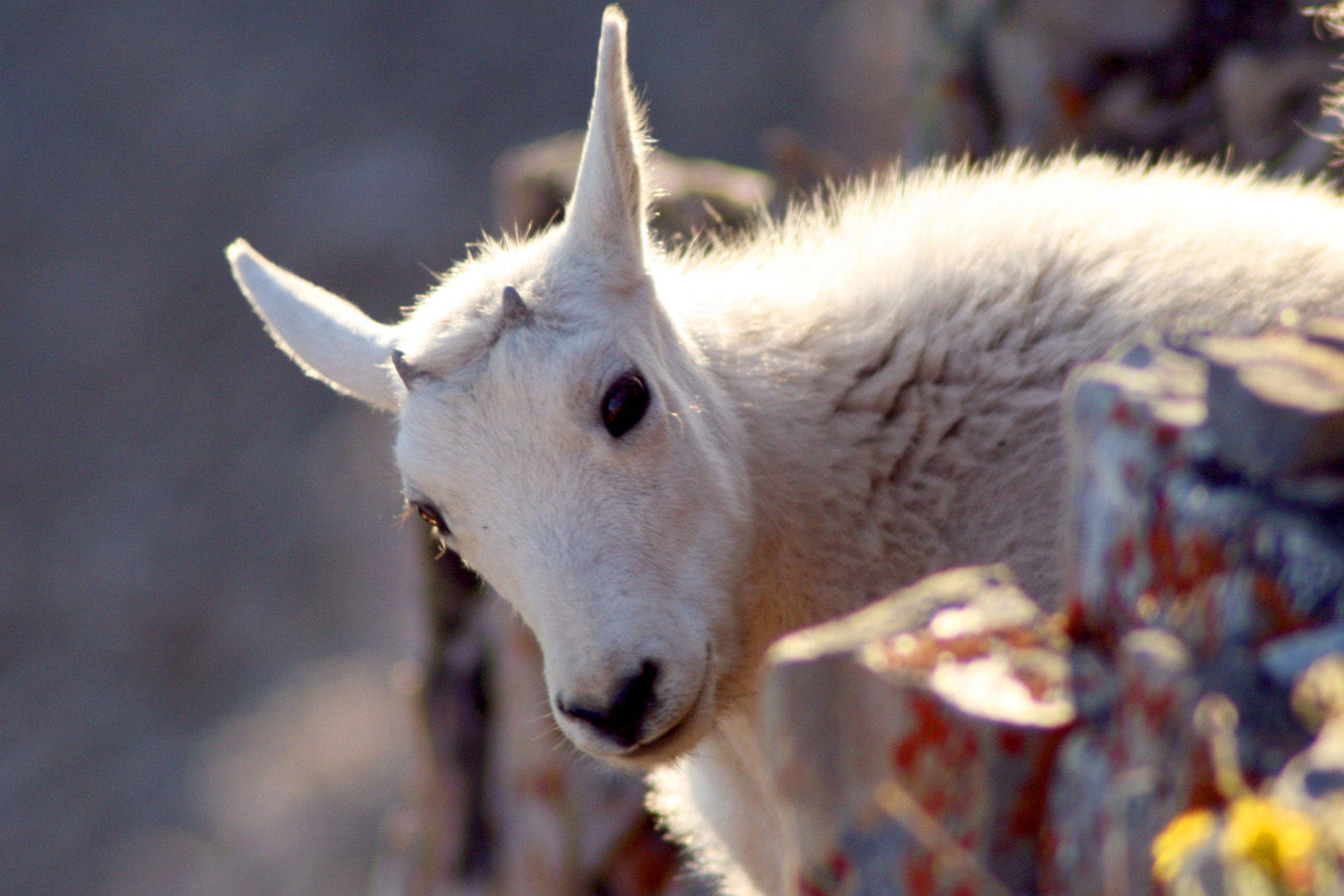 Mountain Goat kid. Photo by Eddie Gerritsen.