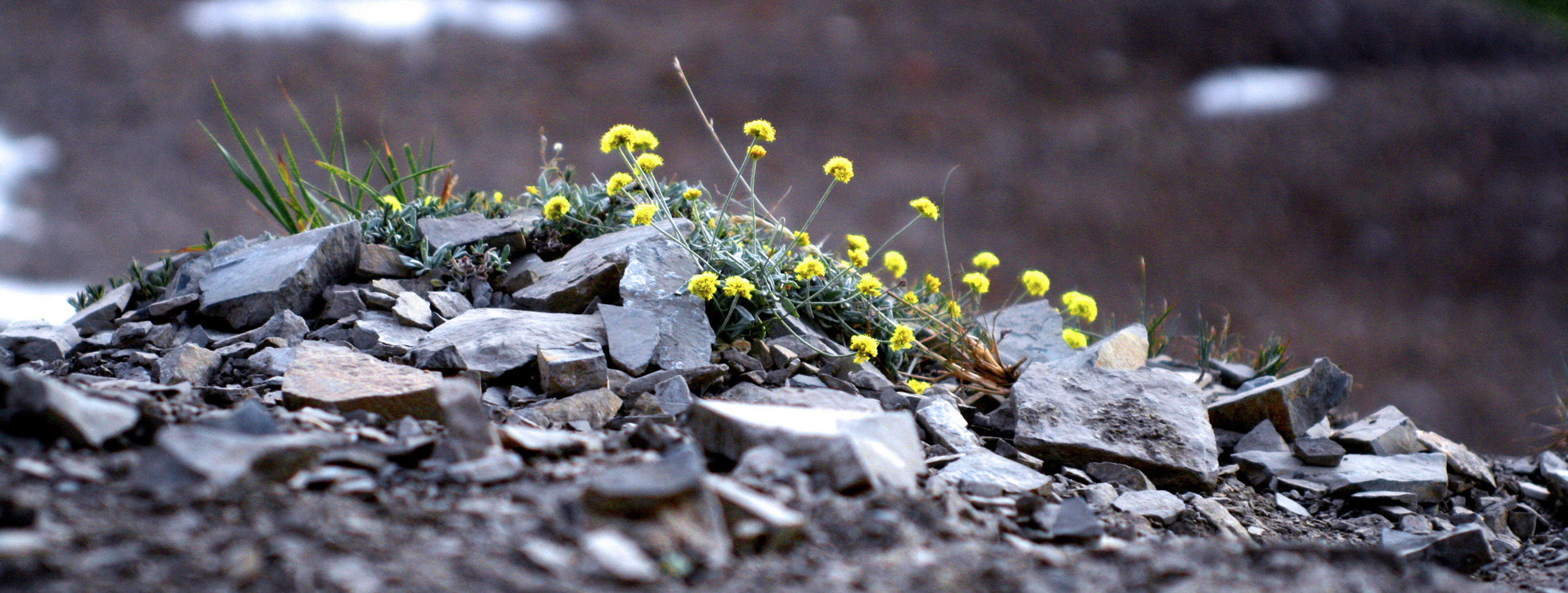 Small flowers along trail. Photo by Eddie Gerritsen.