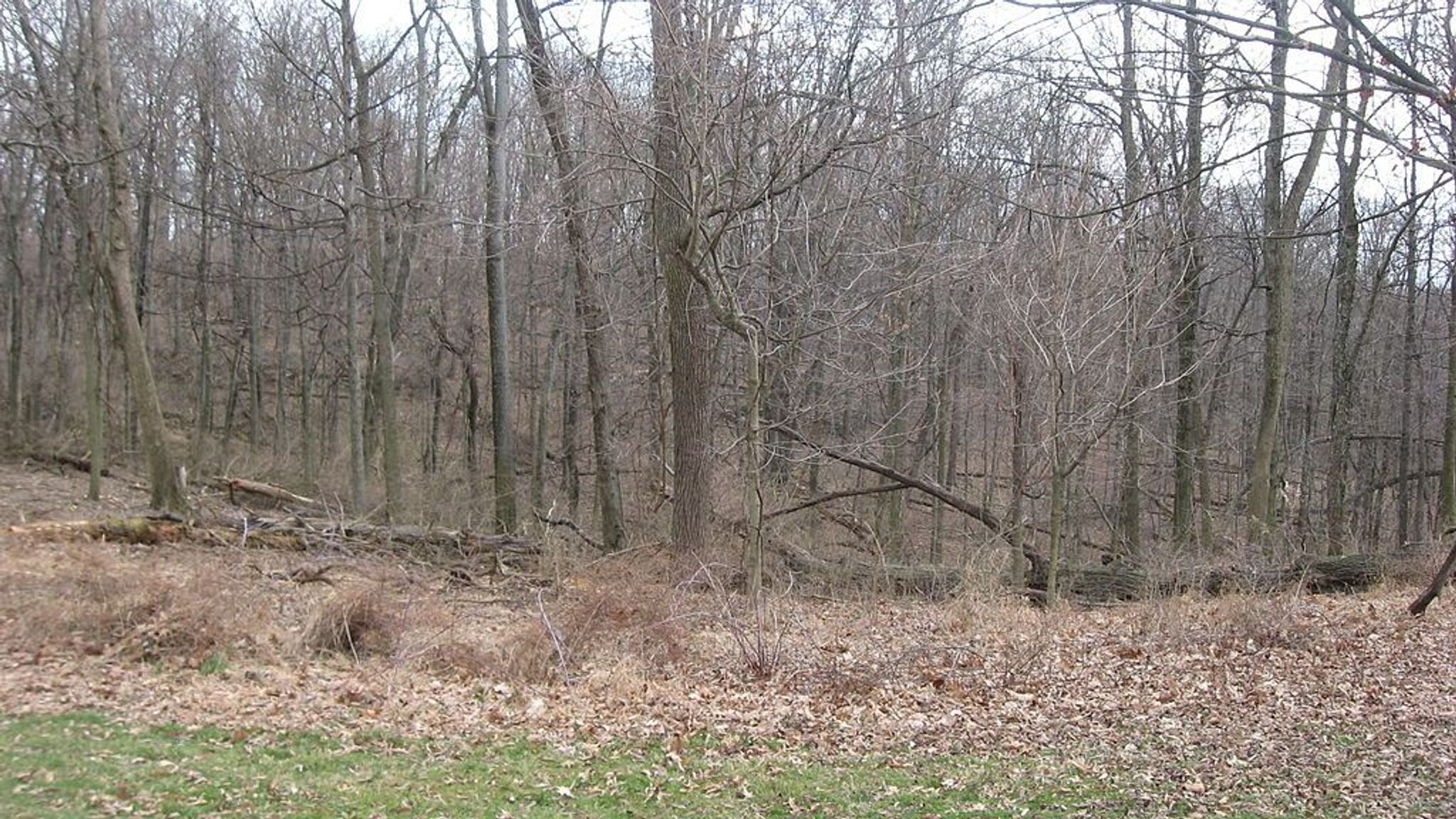 Mount Airy Forest. Photo by Nyttend/wiki.