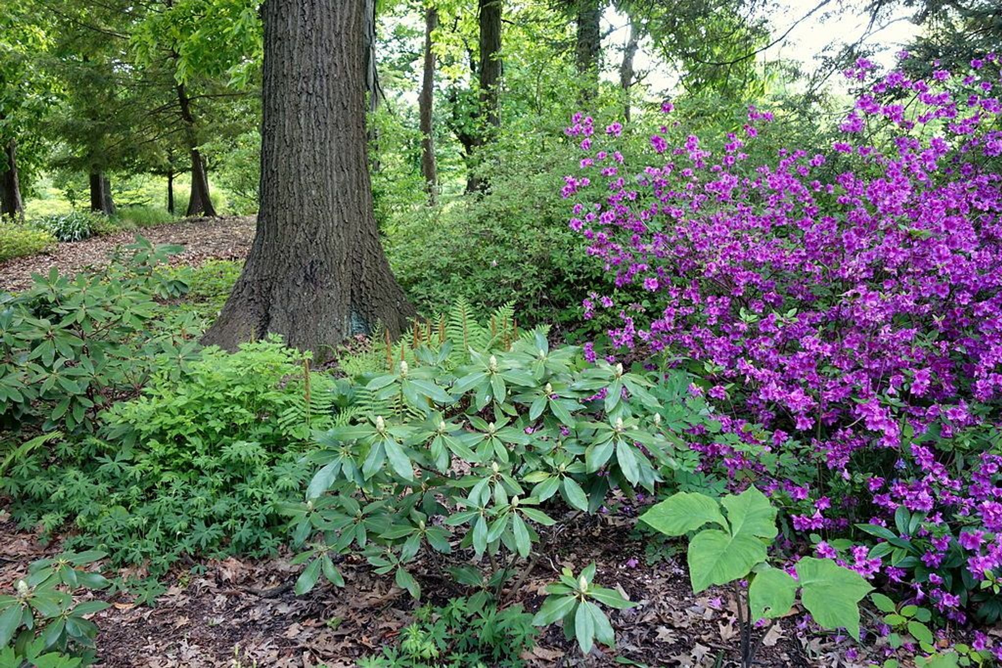 Mount Airy Arboretum, set within Mount Airy Forest. Photo by Daderot/wiki.