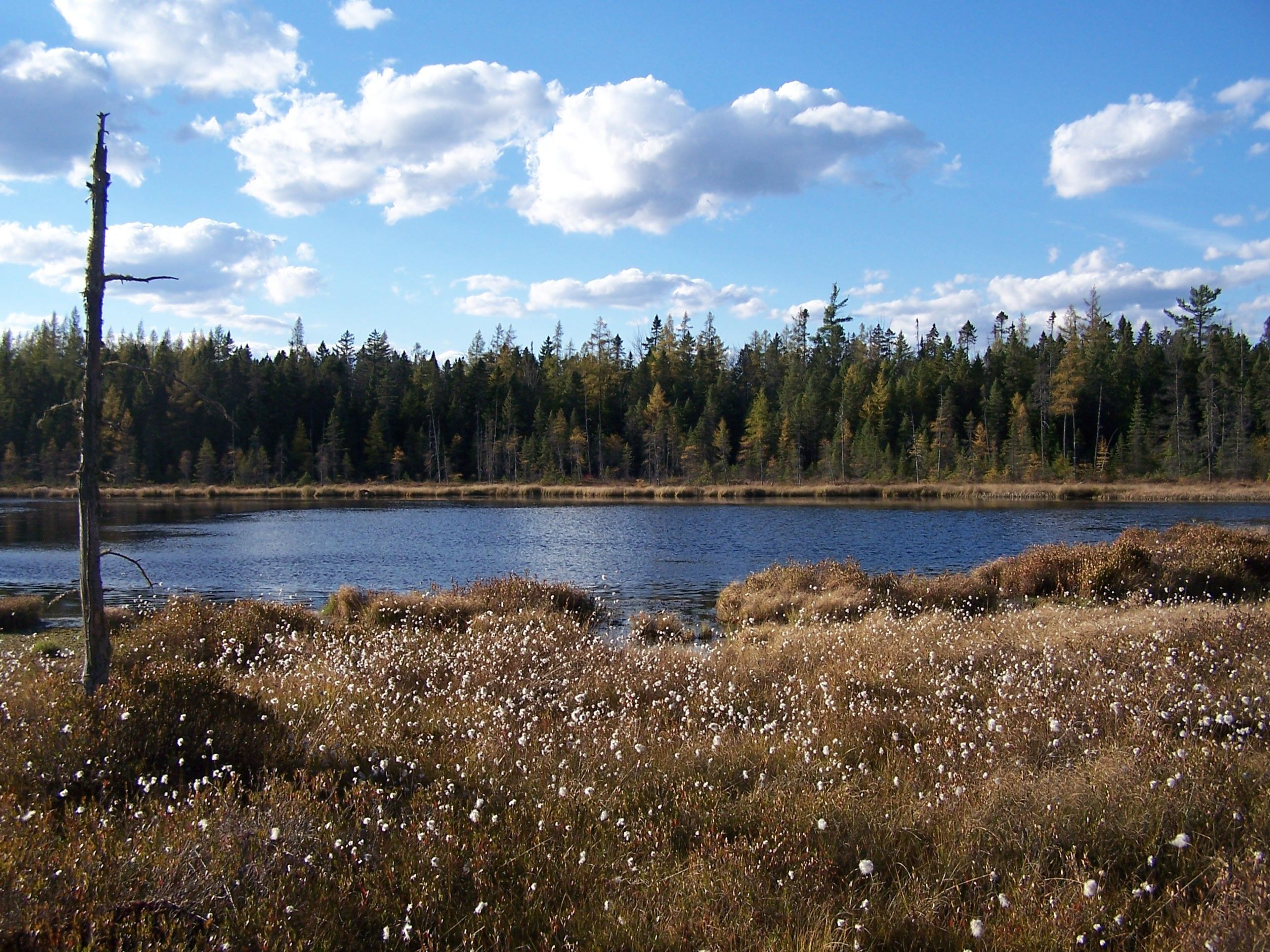 Picture of Cotton Grass at Mud Pond.