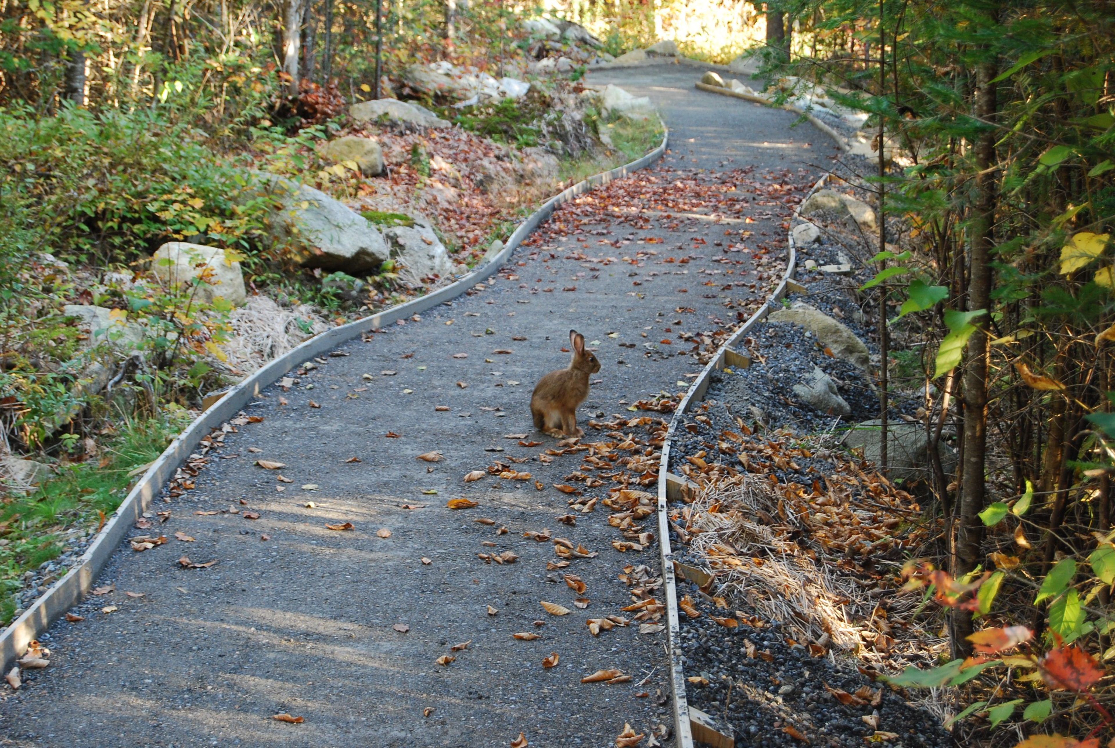 Snowshoe Hare on Mud Pond Trail.