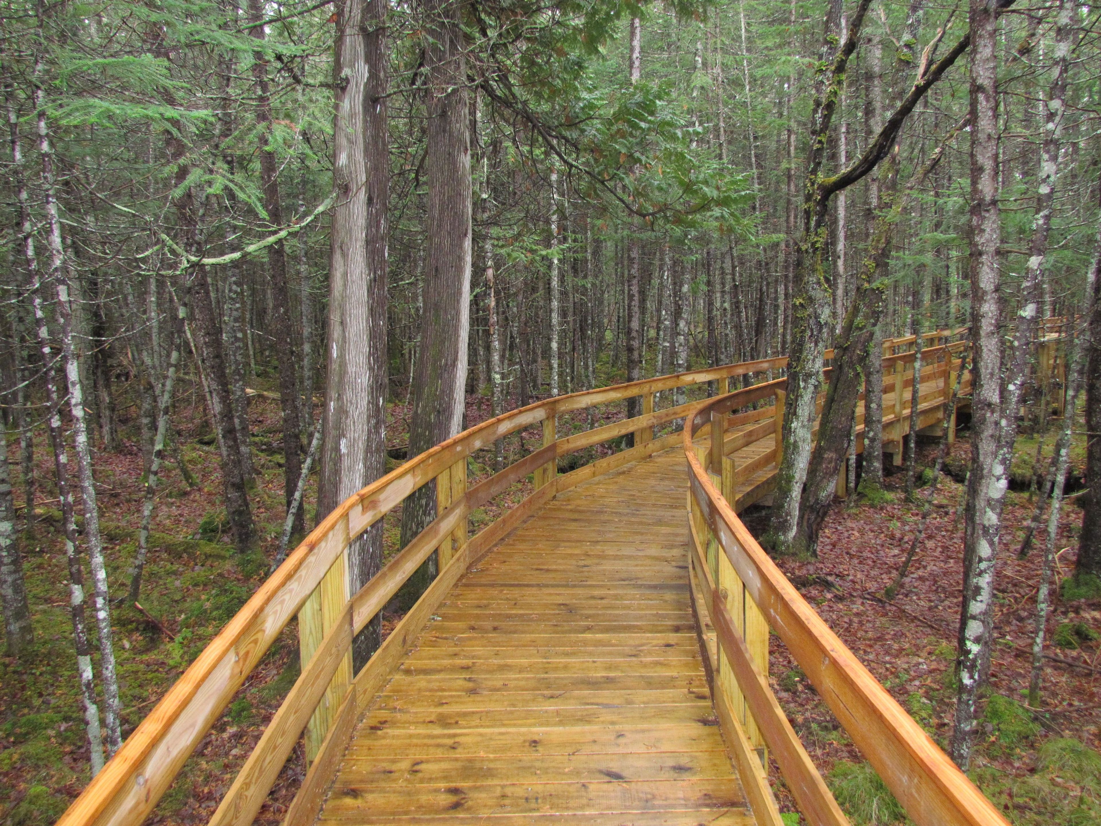 Boardwalk on the Mud Pond Trail on a rainy day.