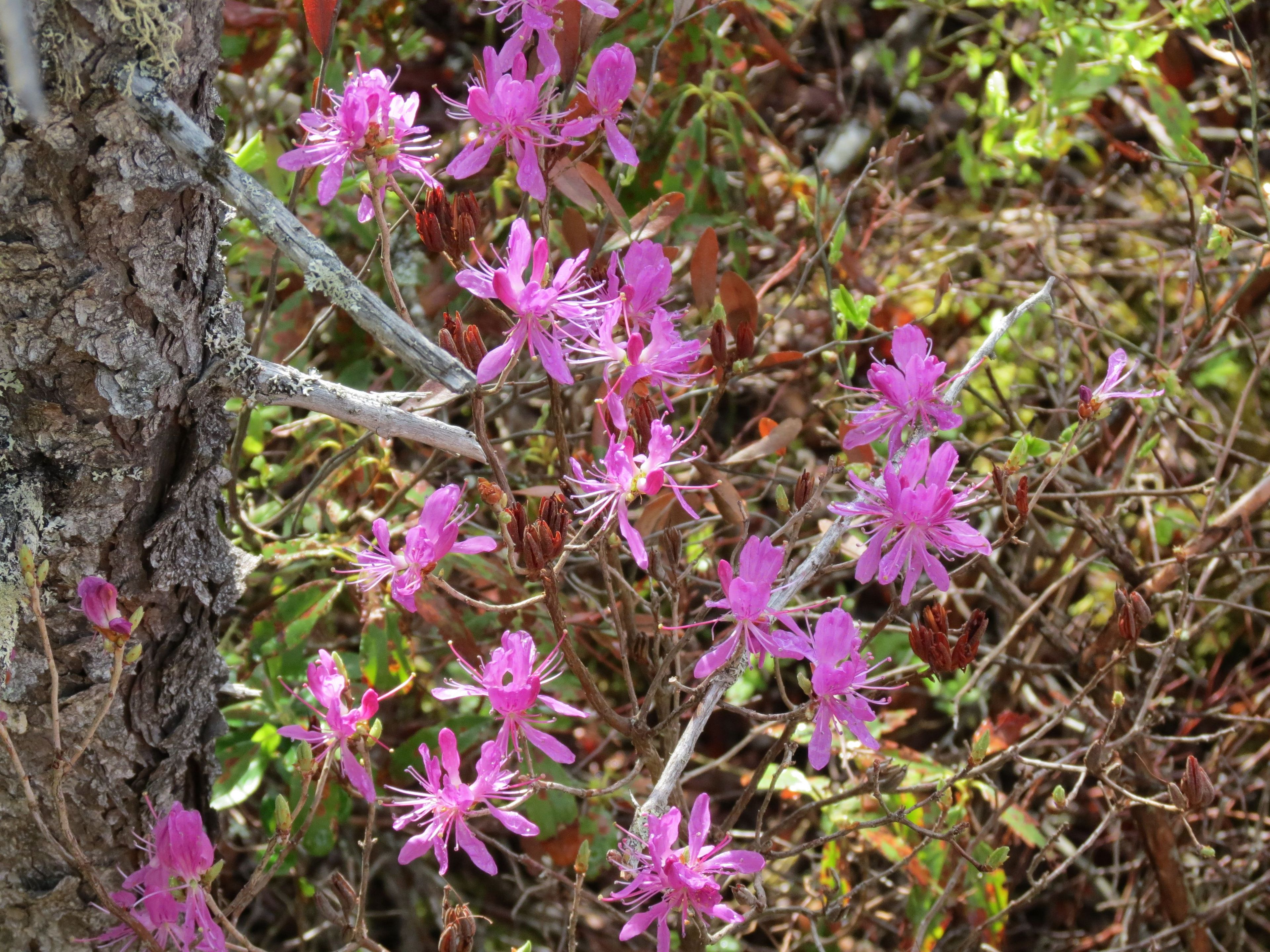 Rhodora at Mud Pond.