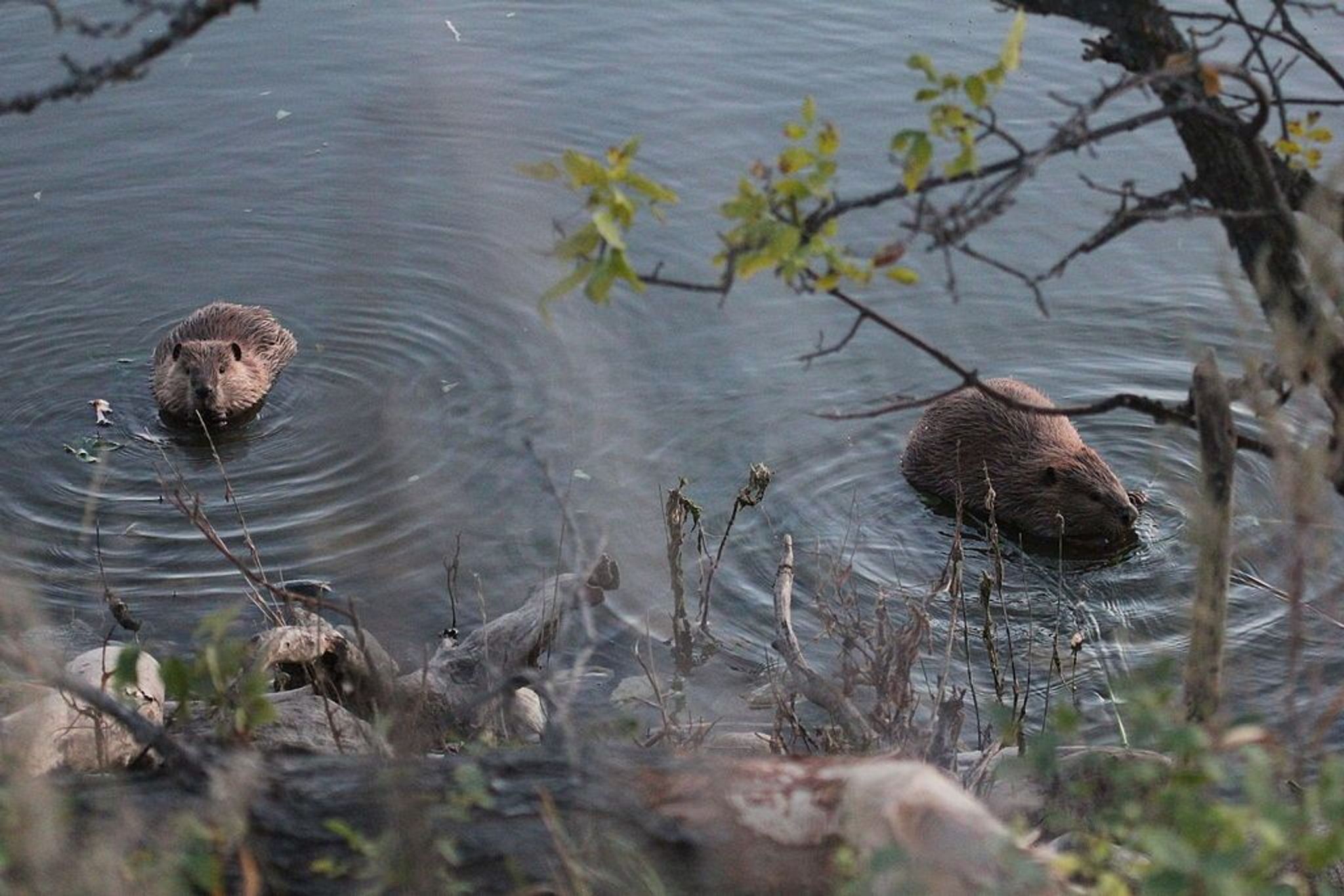 Beavers in Des Lacs Lake. Photo by USFWS Mountain-Prairie wiki.