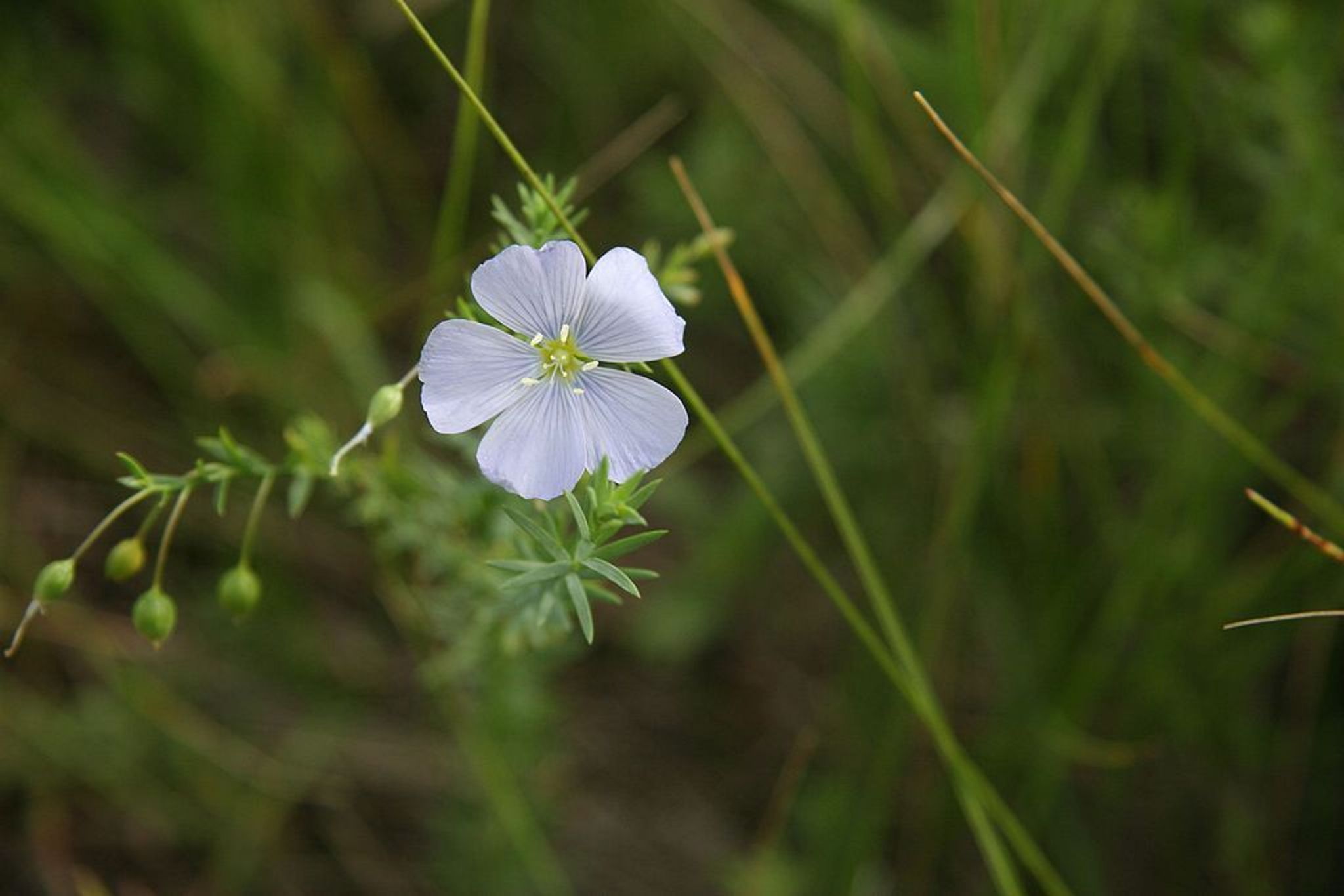 Blue Flax Flower on Munch's Coulee Trail in Des Lacs Refuge. Photo by USFWS Mountain-Prairie wiki.