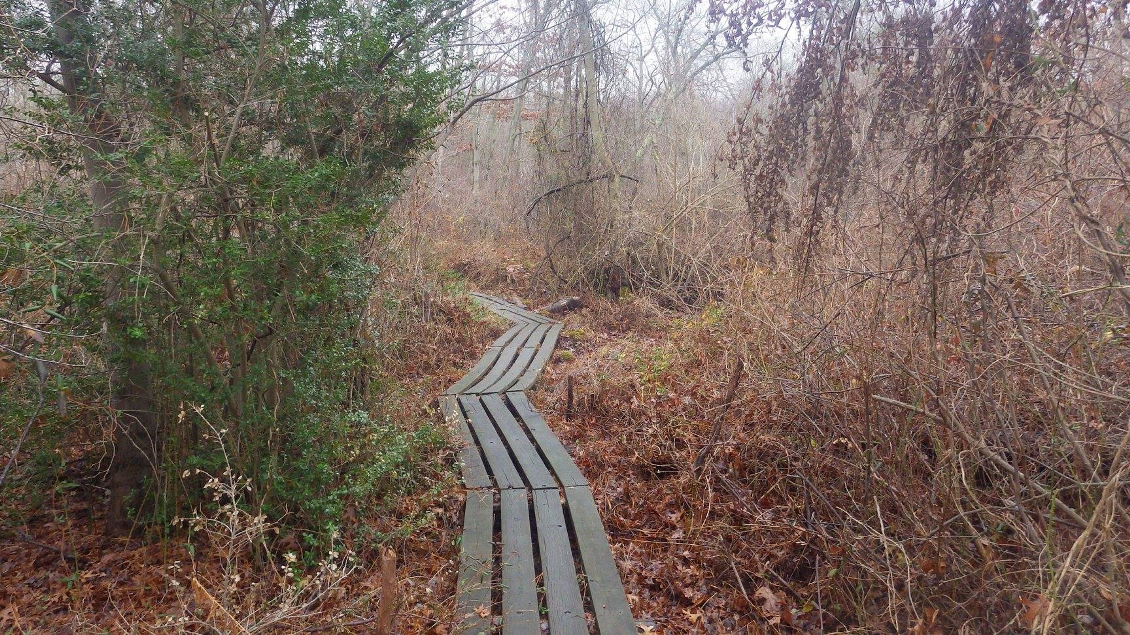 A scene along the Nassau-Suffolk Greenbelt Trail in Massapequa Preserve, Long Island NY. Photo by Mike Helbing/Metrotrails.