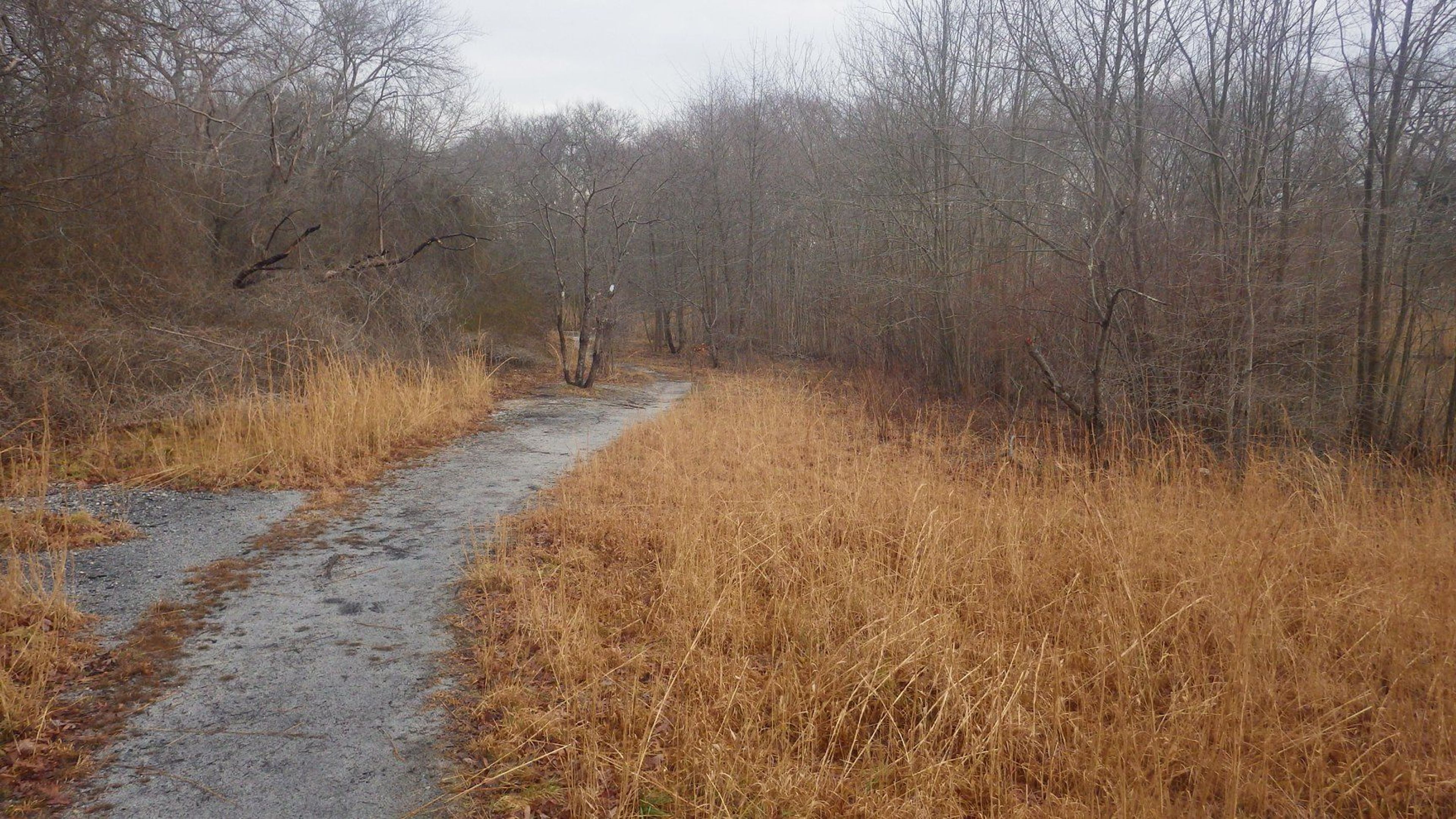 Nassau-Suffolk Greenbelt Trail in Massapequa Preserve, Long Island NY. Photo by Mike Helbing/Metrotrails.