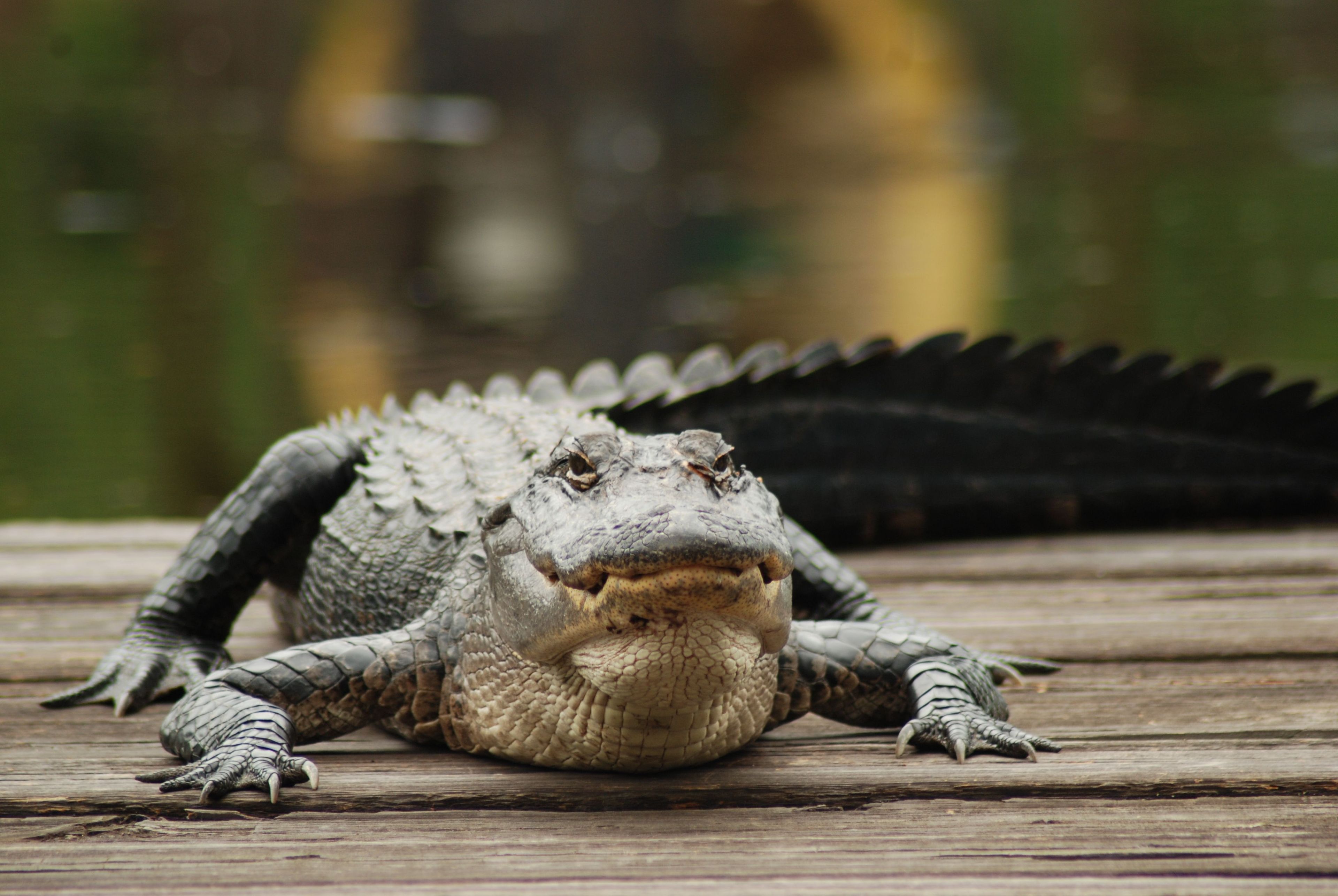 Alligator. Photo by Prajit Ravindran.