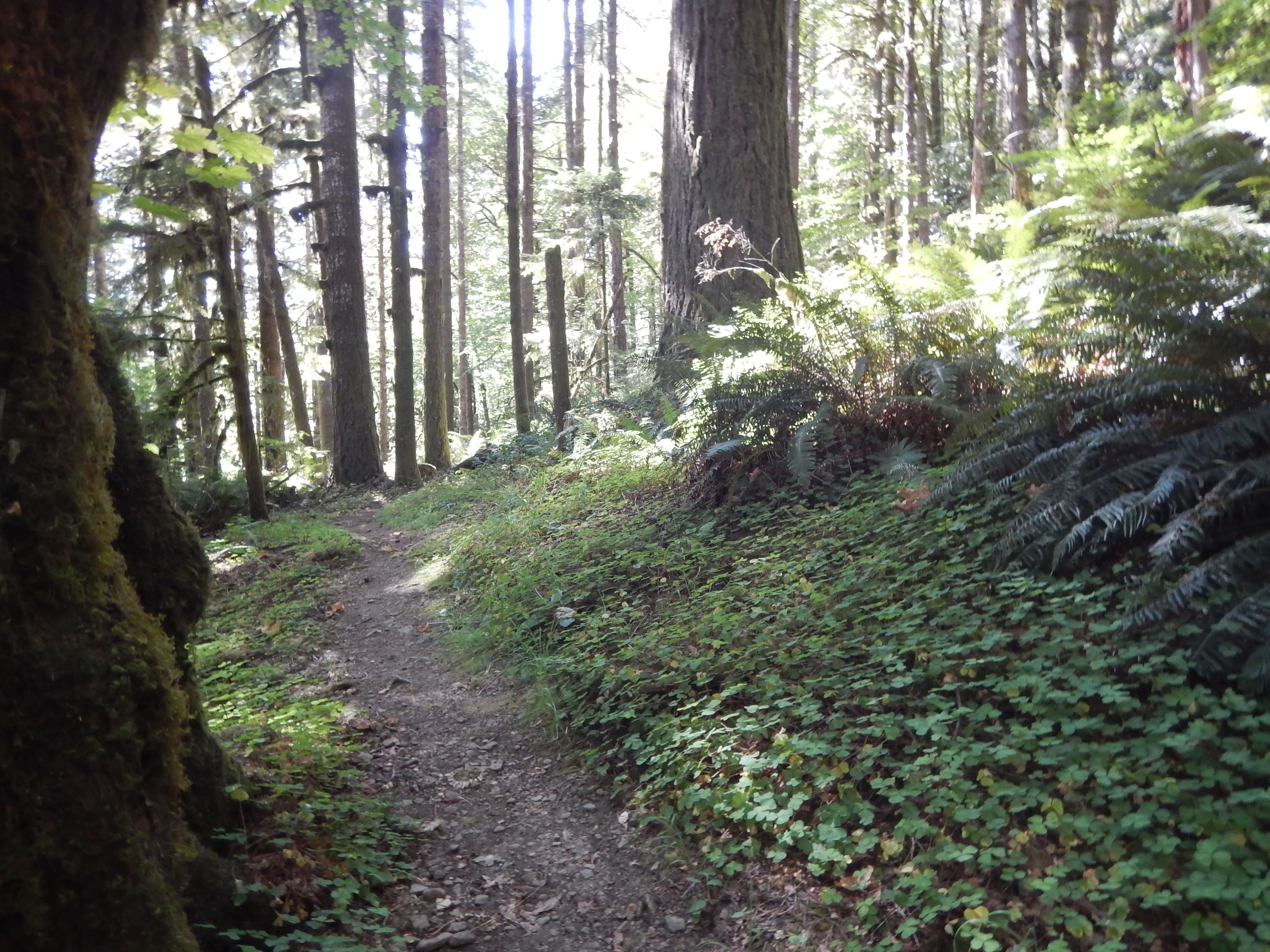 View of Old Growth Ridge Trail. Photo by Bureau of Land Management.