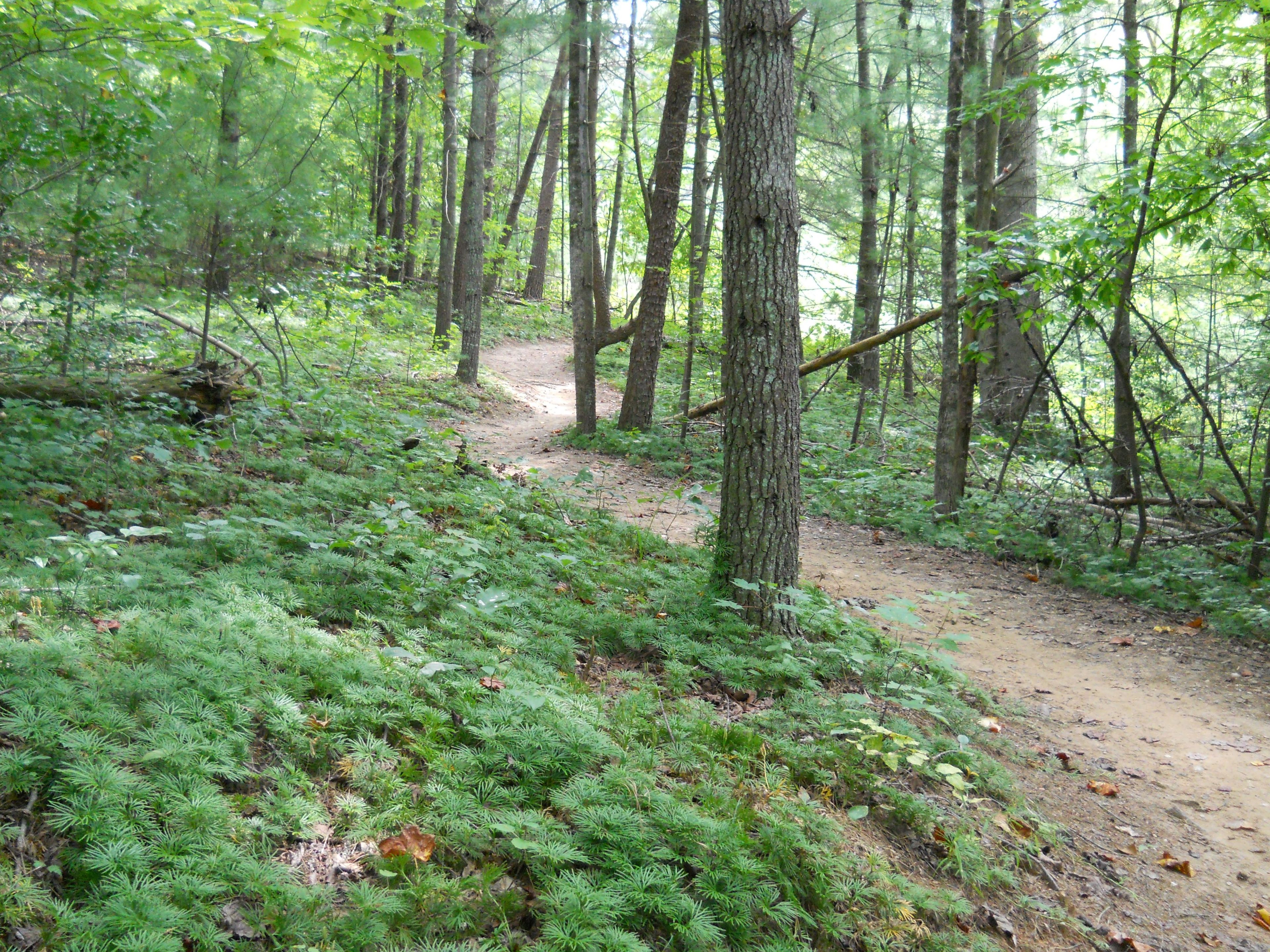 Trail flows through old growth forest