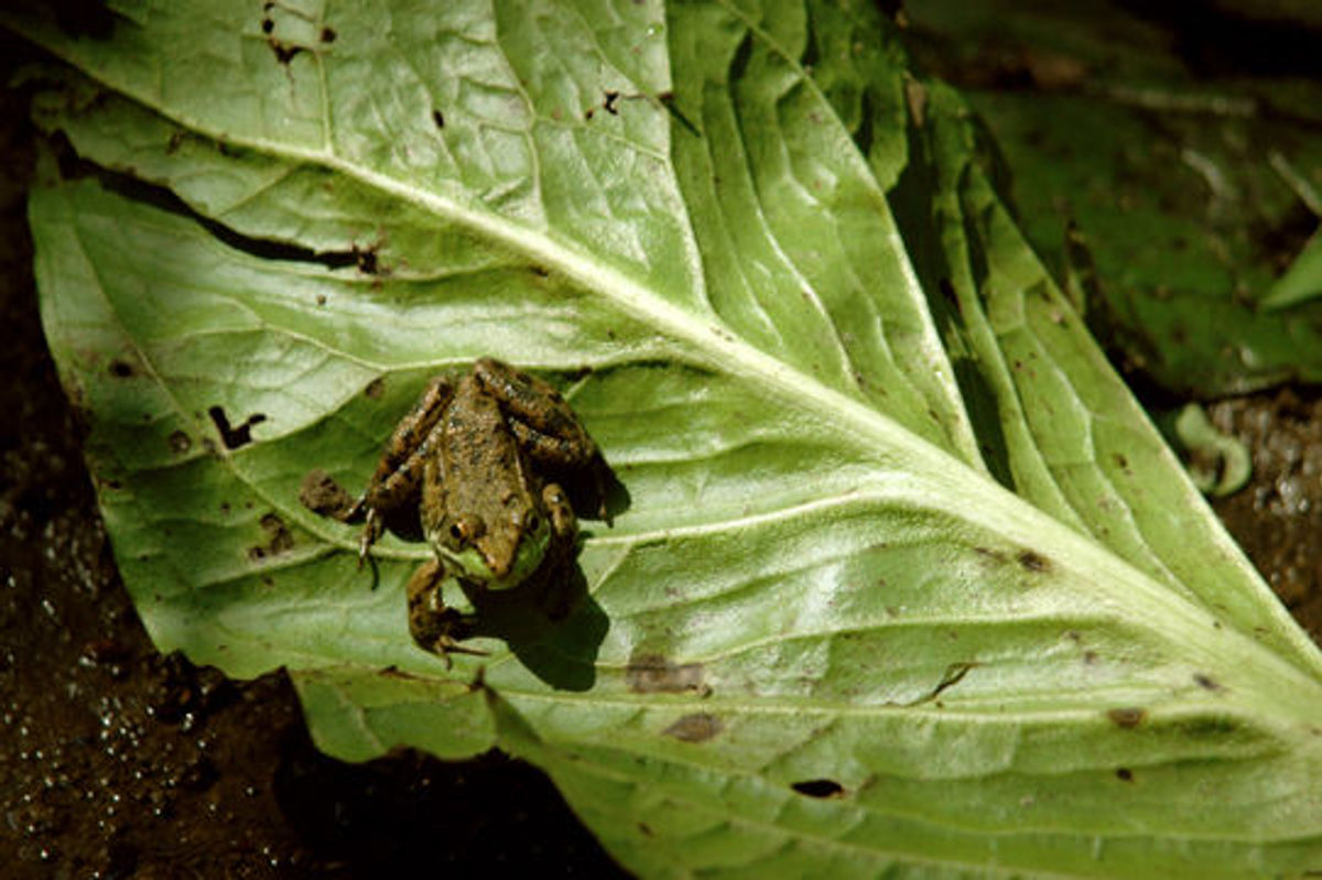 Frog on Skunk Cabbage.  One of many common sights from the Long Path. Photo by Anthony Taranto.