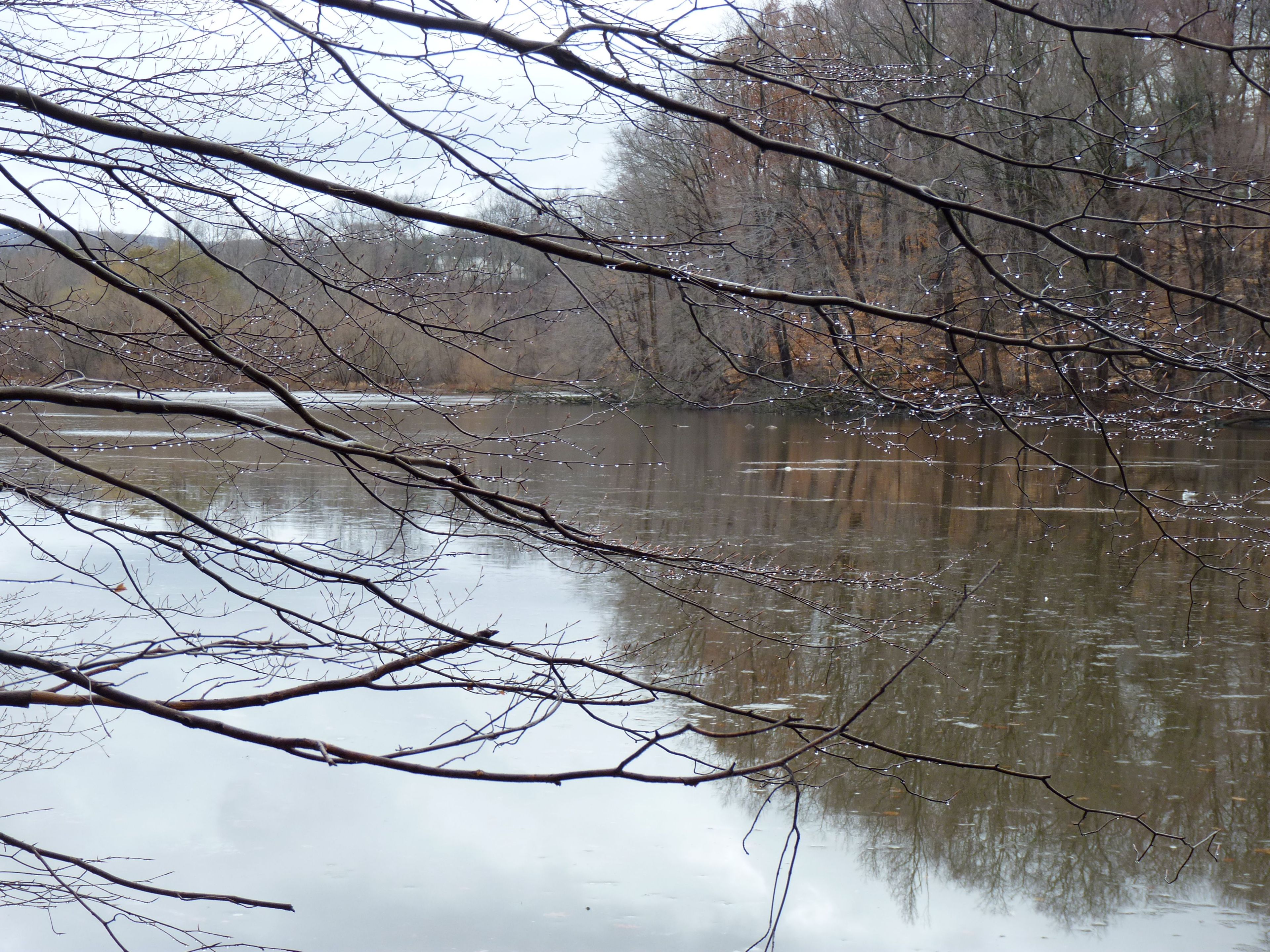 Tree Limbs After Rain, Overlooking Speedwell Lake. Photo by David Veasey.