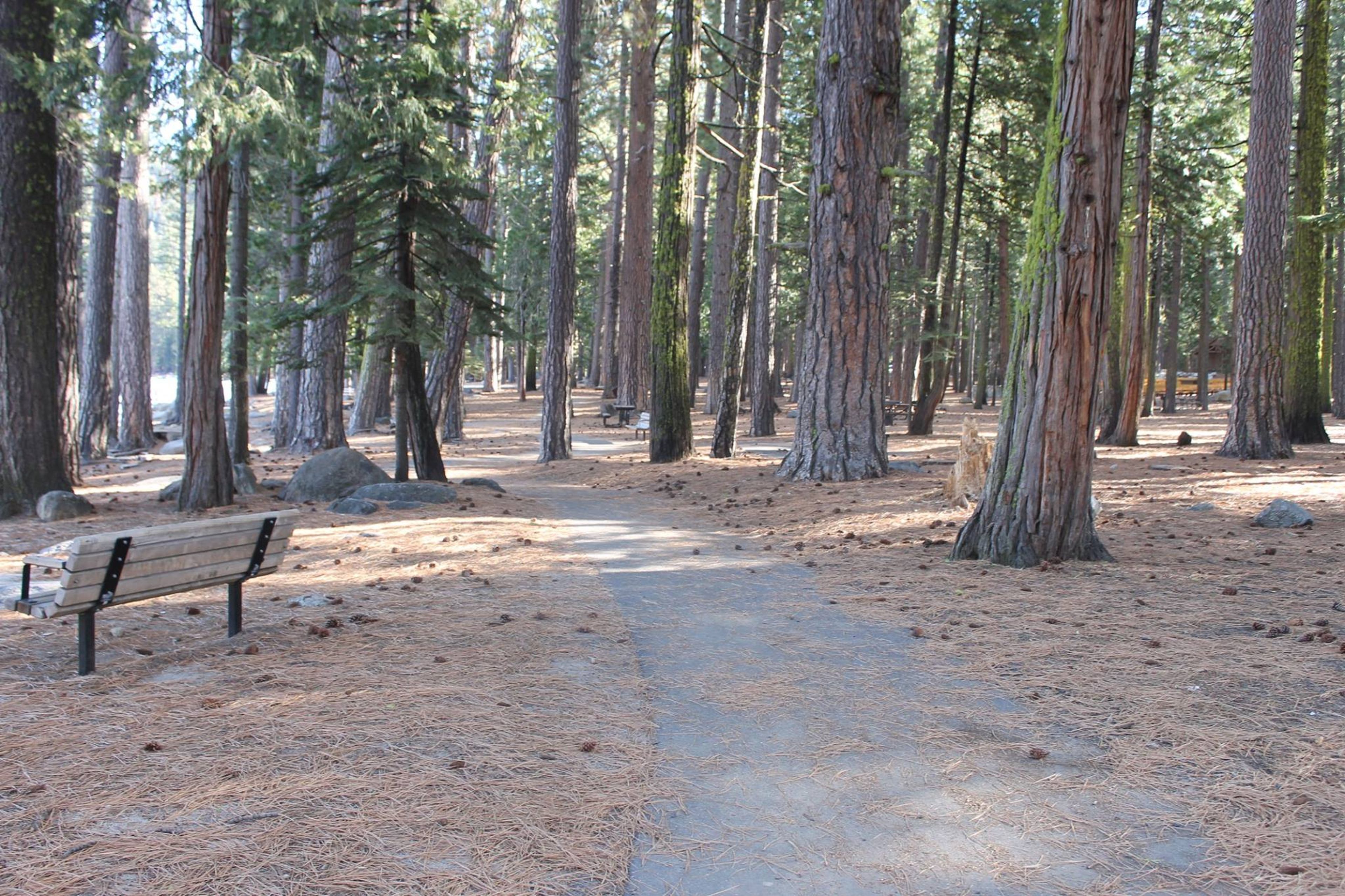 Trail and picnic area at Pinecrest Lake. Photo by Laurie Cashman.