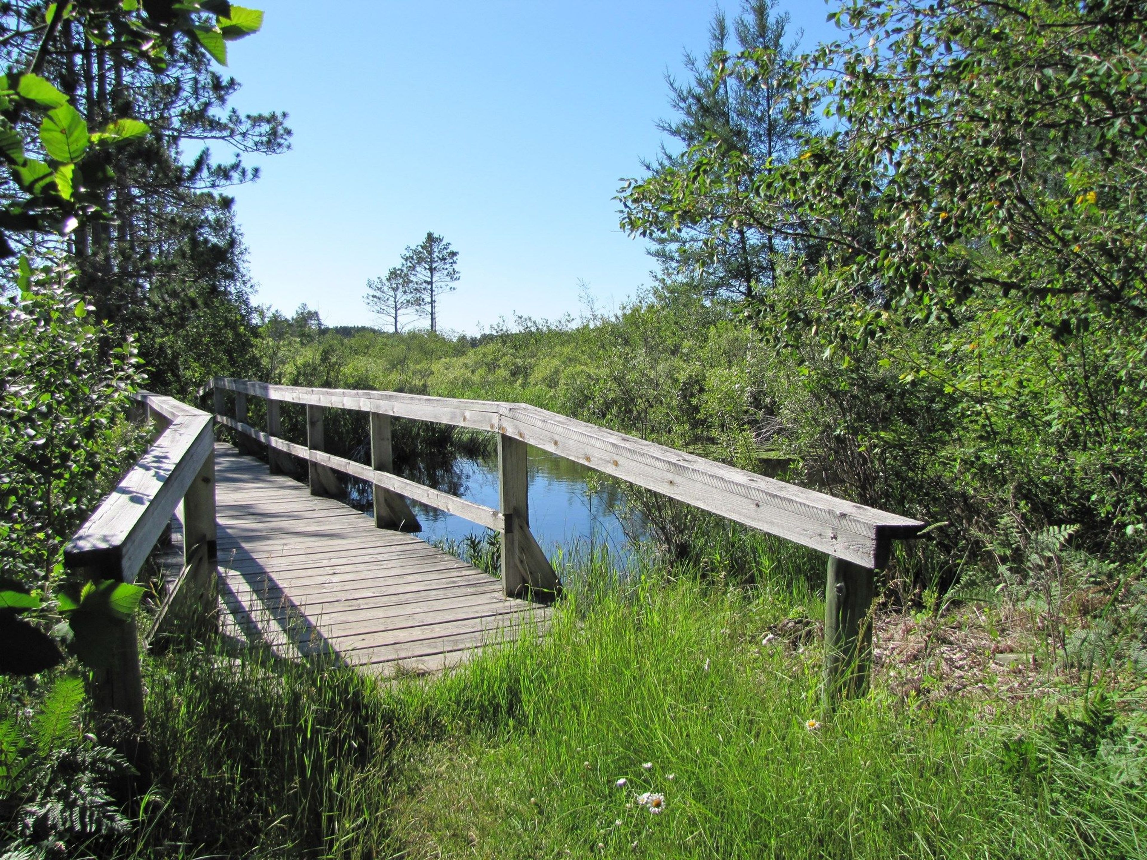 Boardwalk on Pine Ridge Nature Trail. Photo by Sara Giles / USFWS.