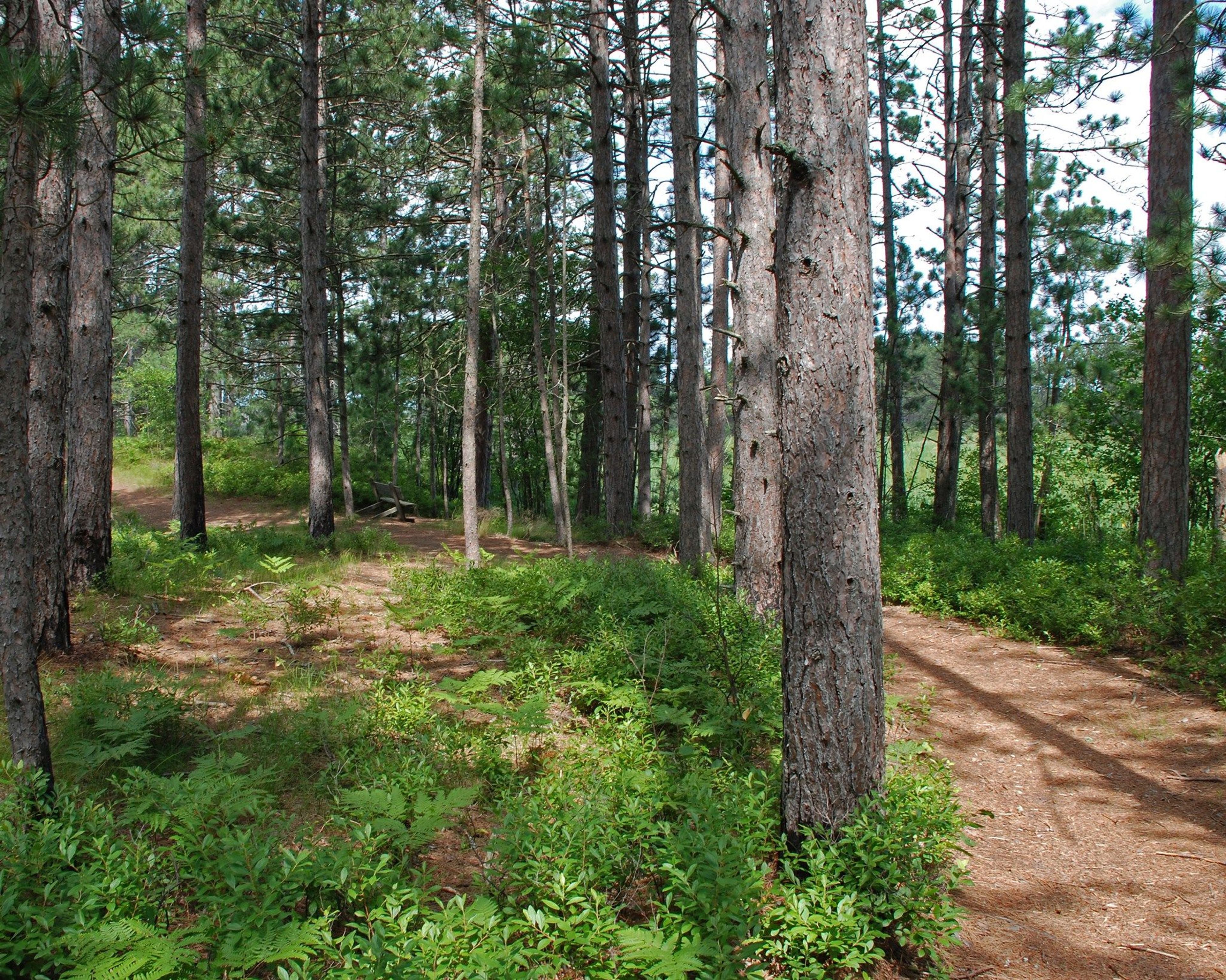 In the pines by Seney National Wildlife Refuge Photo Contest winner. Photo by Teresa Homes.