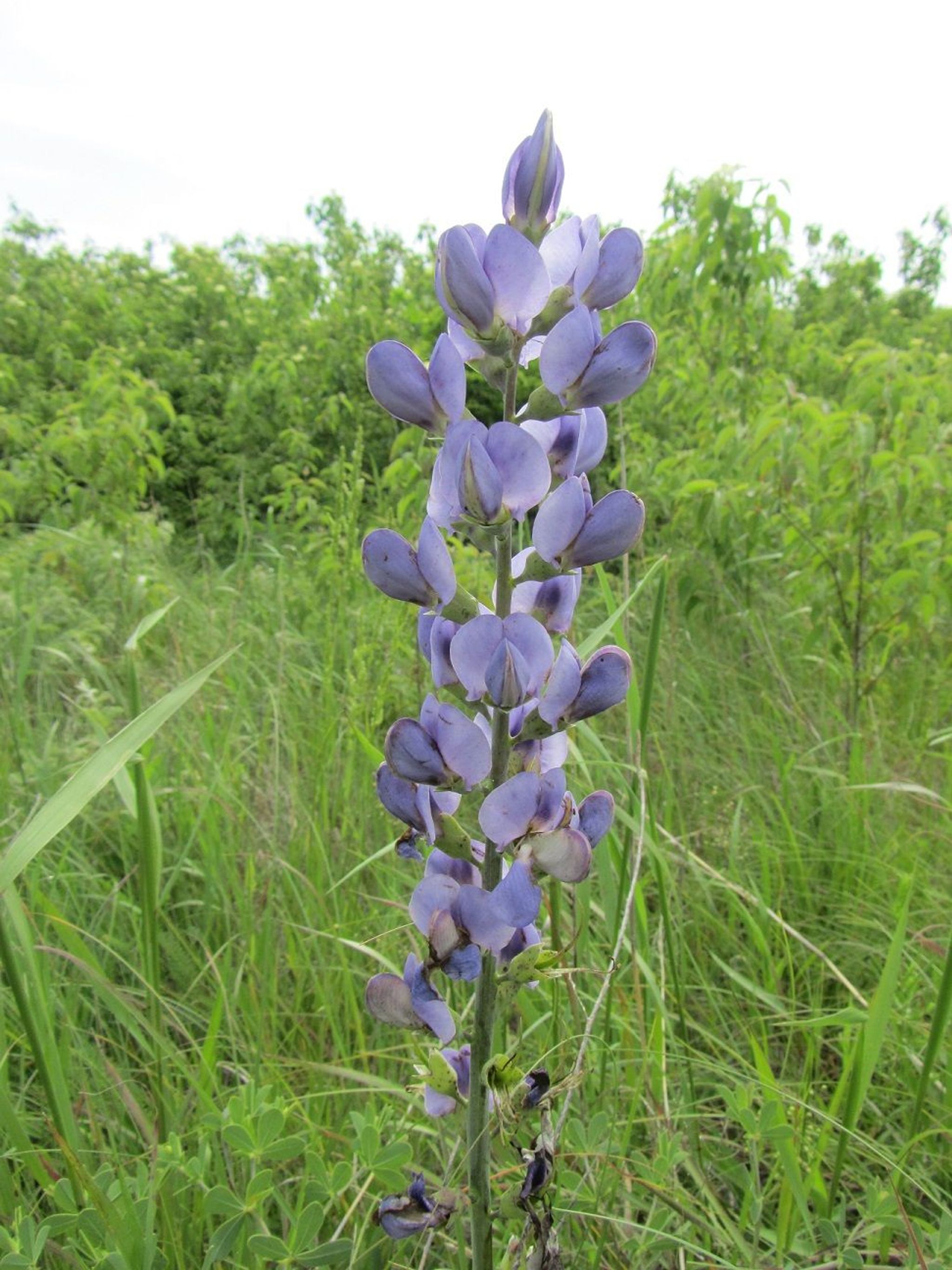 Blue Wild Indigo on Pioneer Nature Trail. Photo by M Alley.