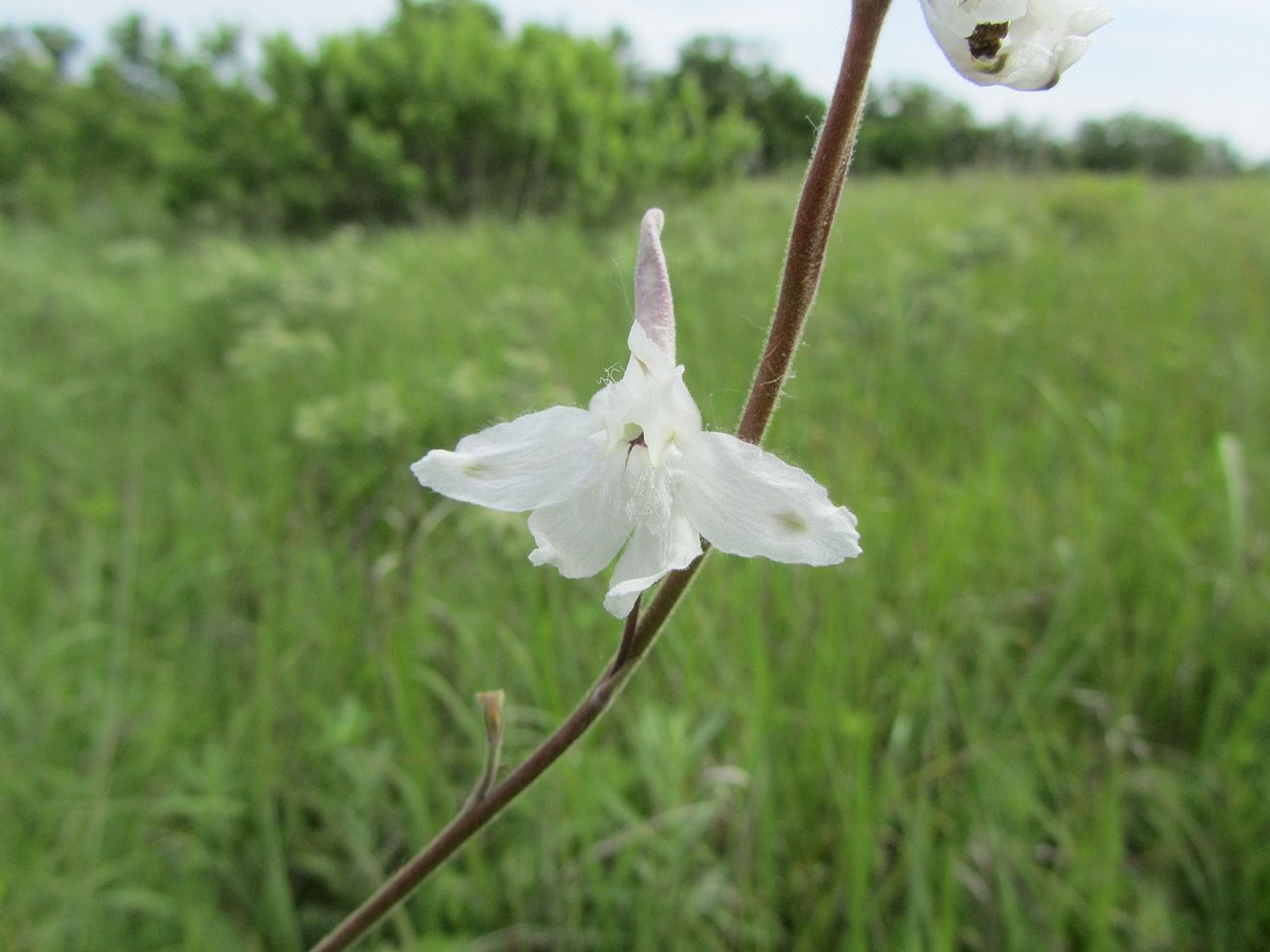 Prairie Larkspur on Pioneer Nature Trail. Photo by Mieko Alley.