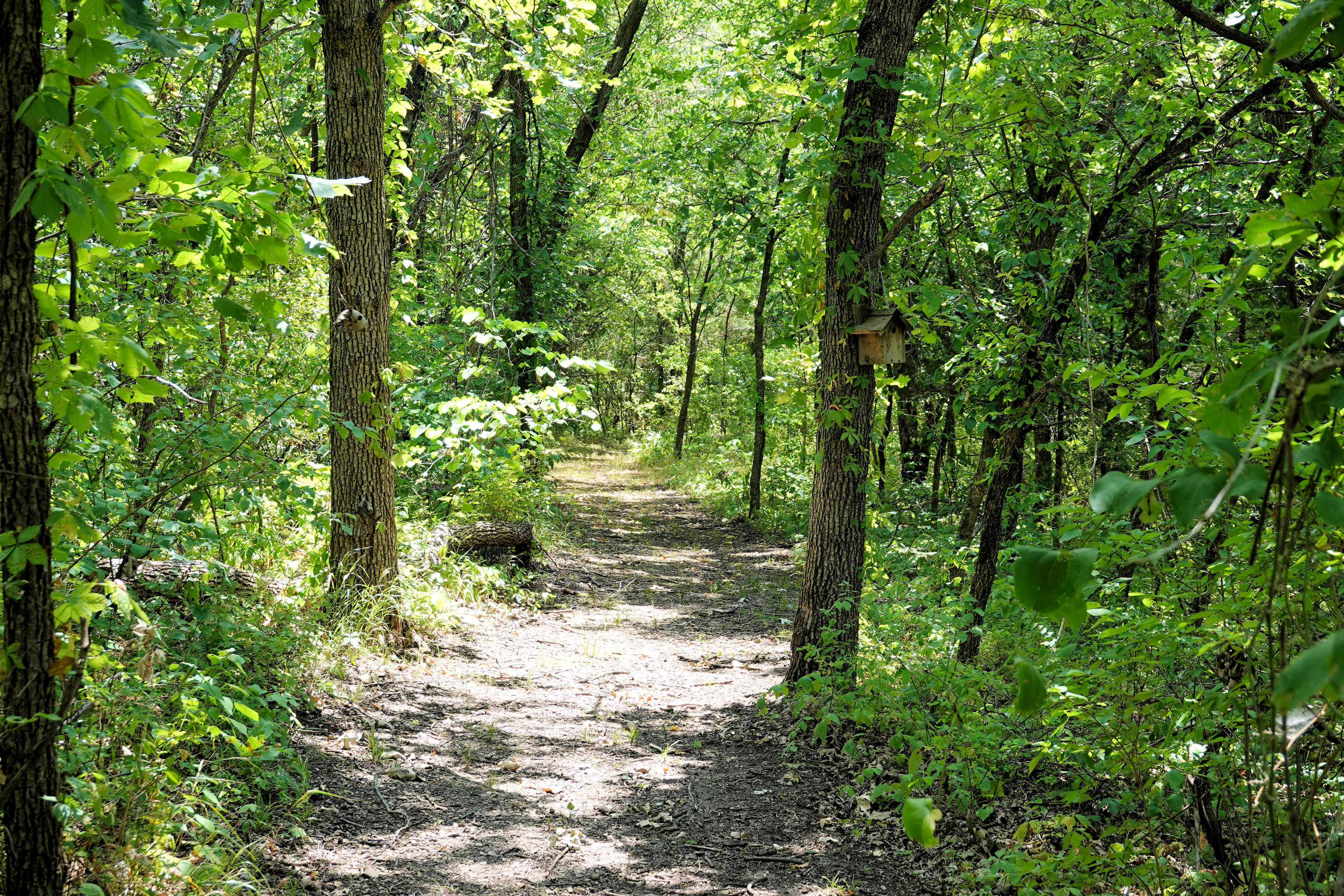 Pioneer Nature Trail - 7-11-2018. Photo by Jim Walla.