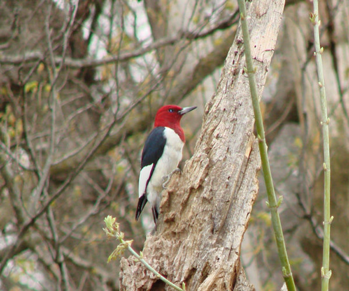 Woodpecker.