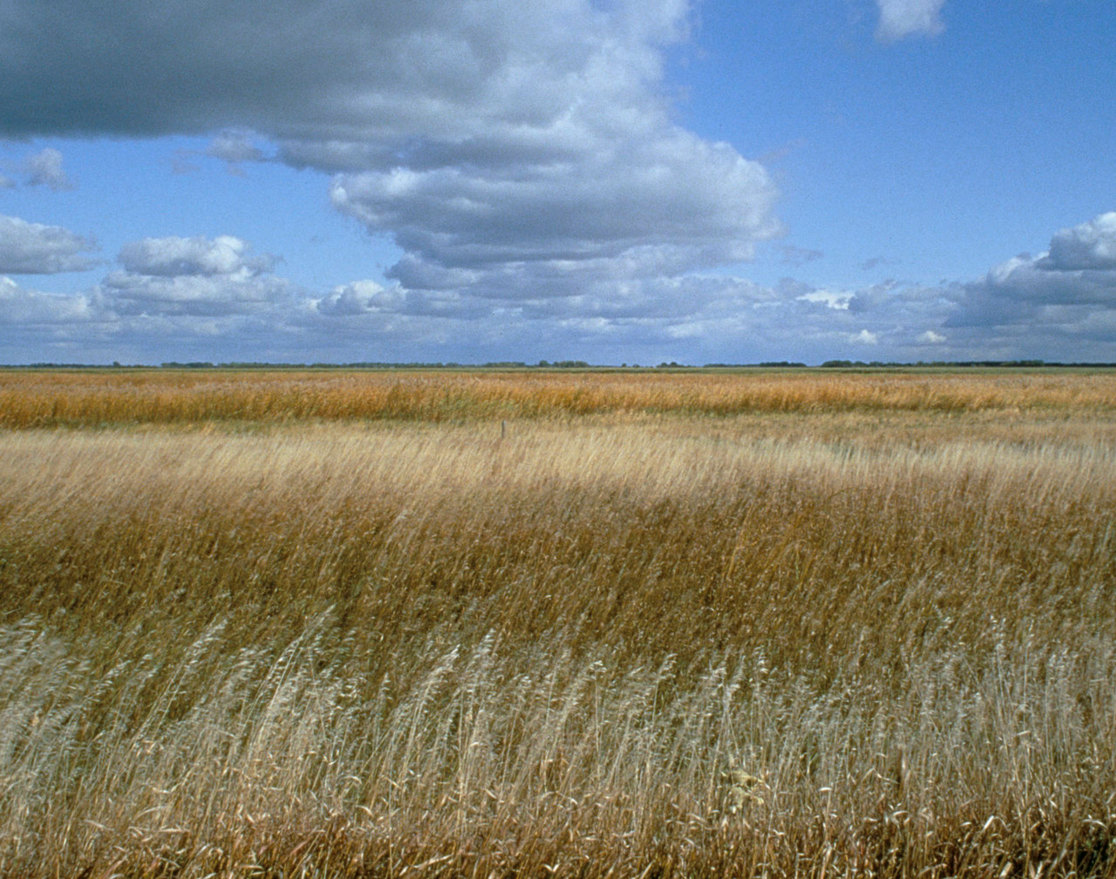 Landscape at Sand Lake National Wildlife Refuge. Photo by John and Karen Hollingsworth.