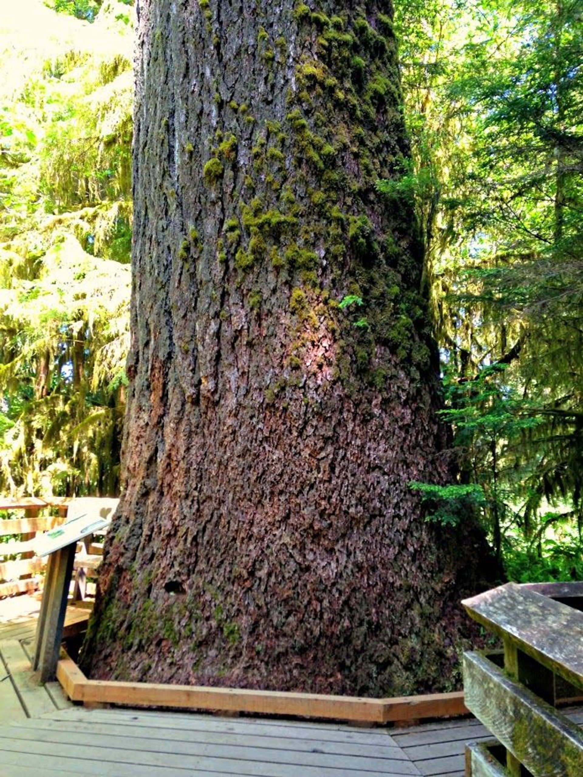 Big Tree Grove. Photo by USFS.