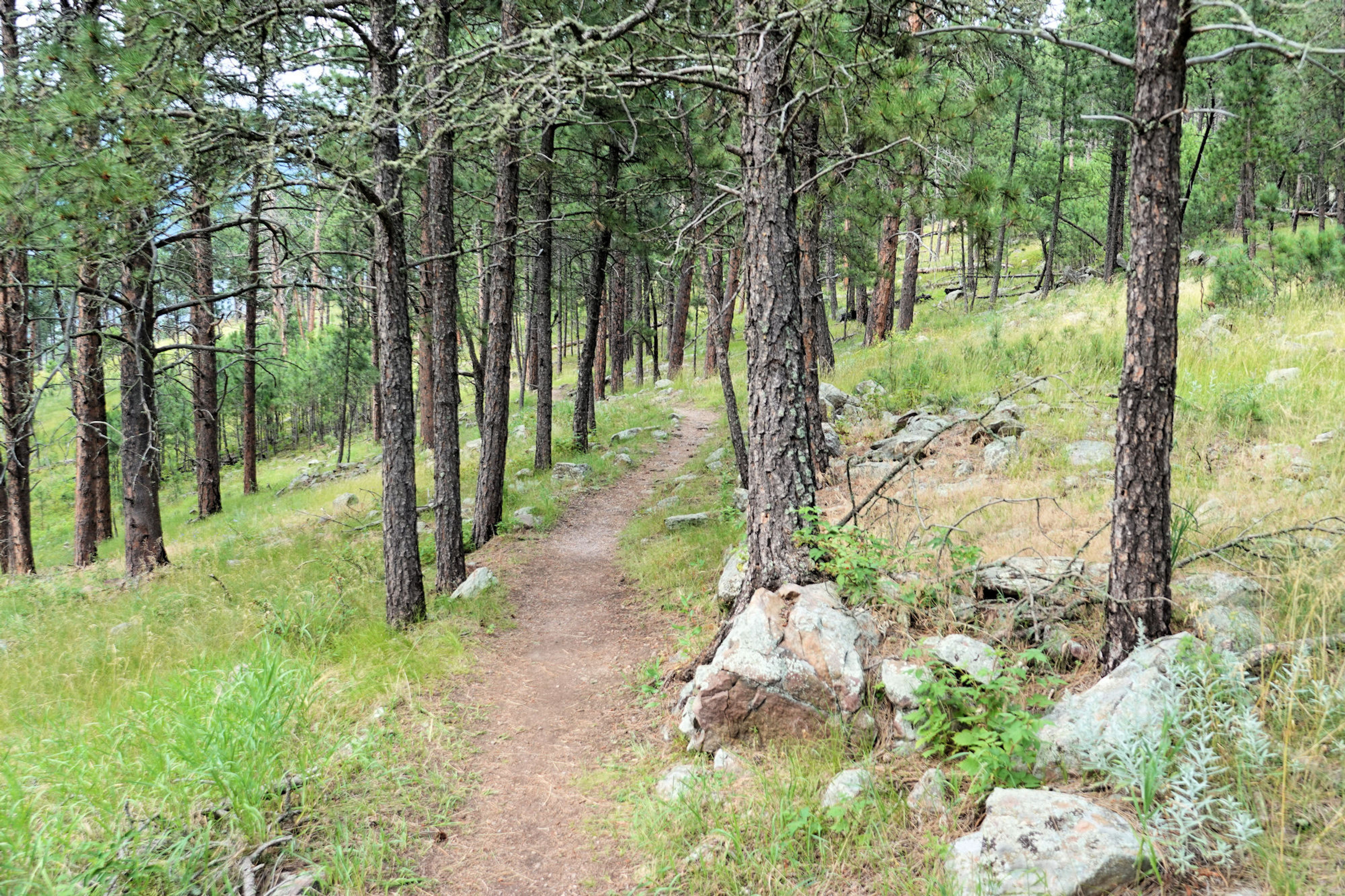 Rankin Ridge - Western side of the loop - 7-16-18. Photo by Jim Walla.